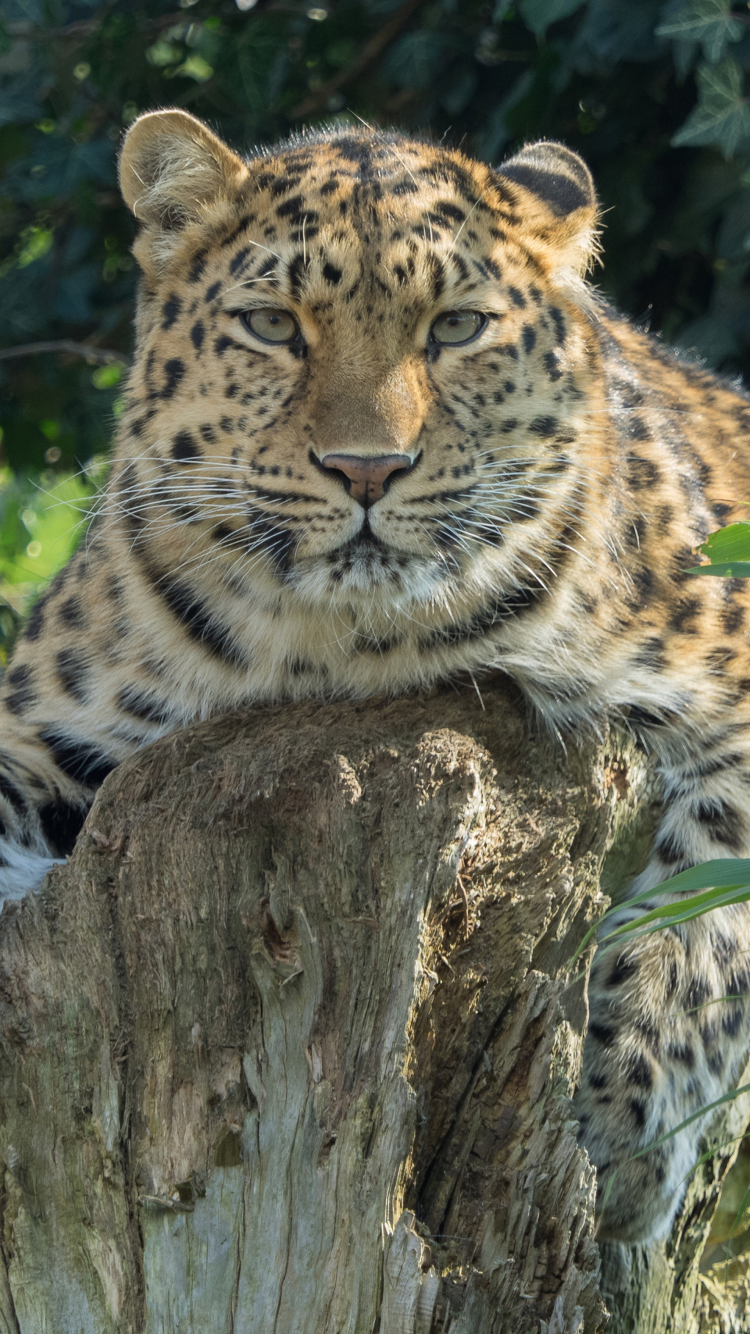 Download mobile wallpaper Cats, Leopard, Animal for free.