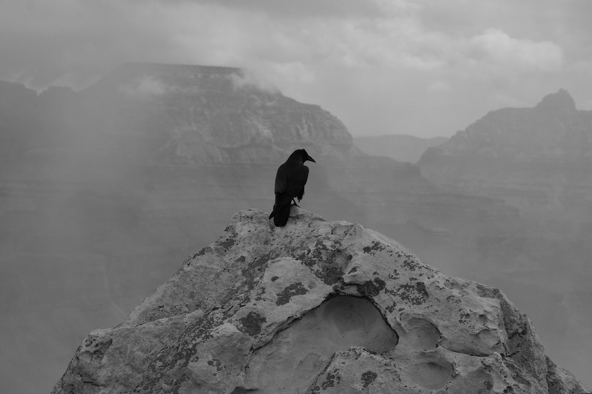 animal, raven, bird, black & white, fog, grand canyon, birds
