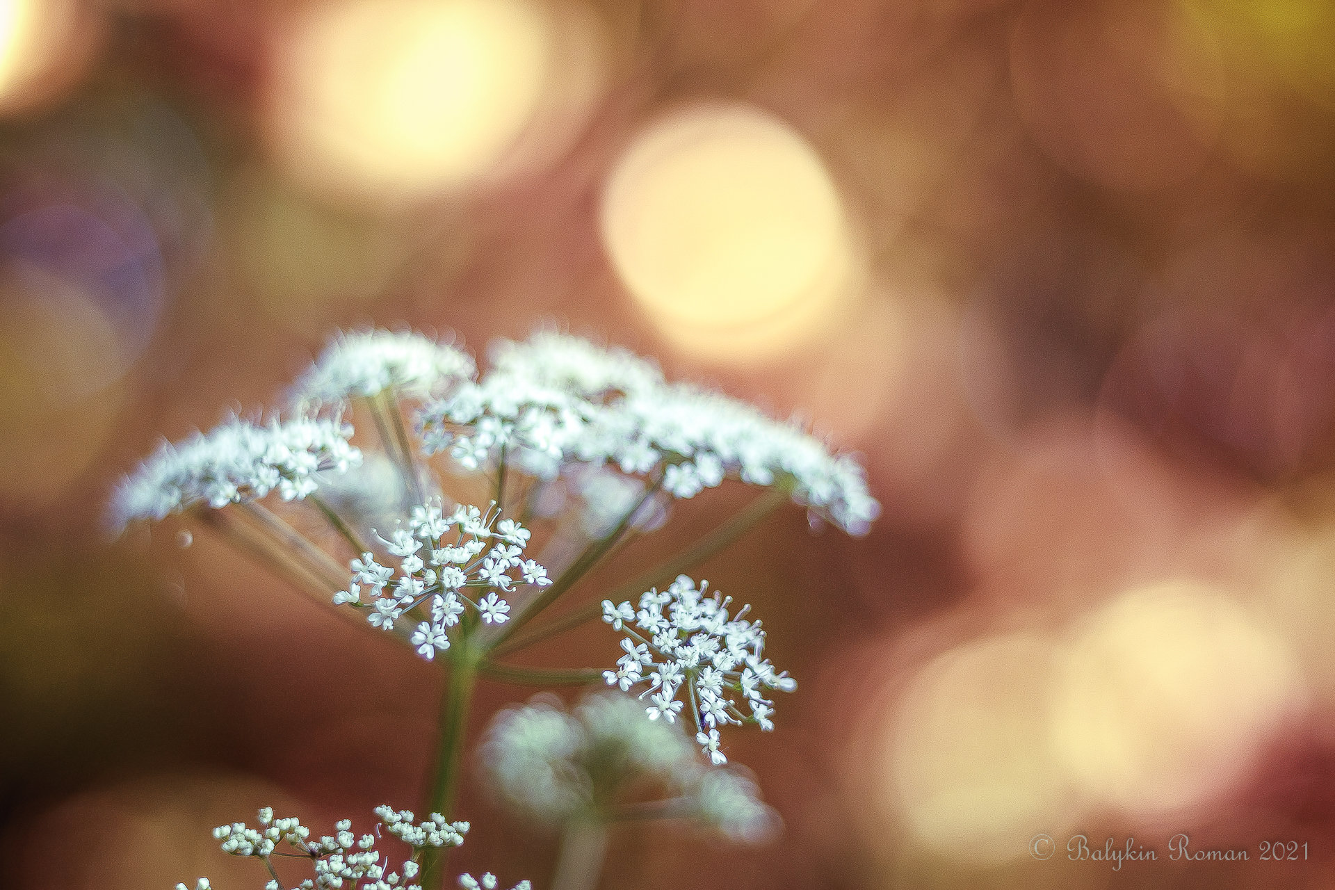 Handy-Wallpaper Blumen, Blume, Erde/natur kostenlos herunterladen.