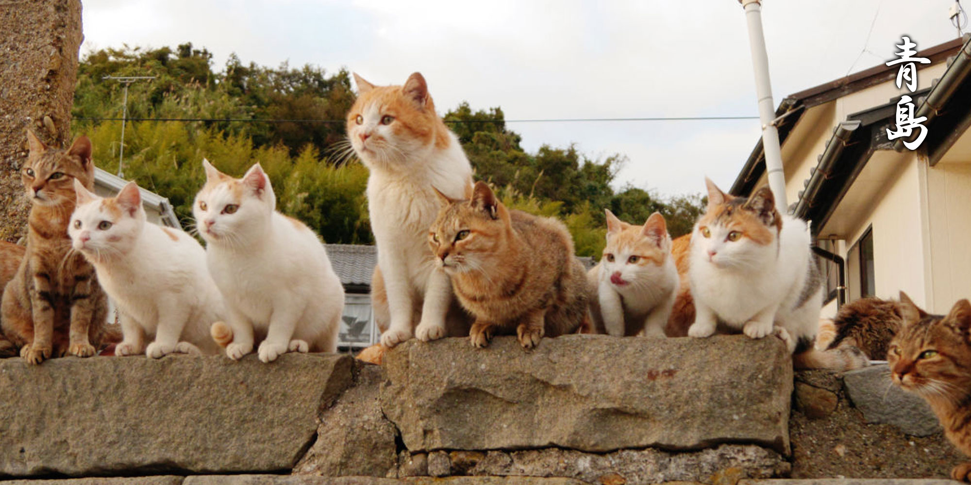 Download mobile wallpaper Cat, Animal, Japan, Aoshima for free.