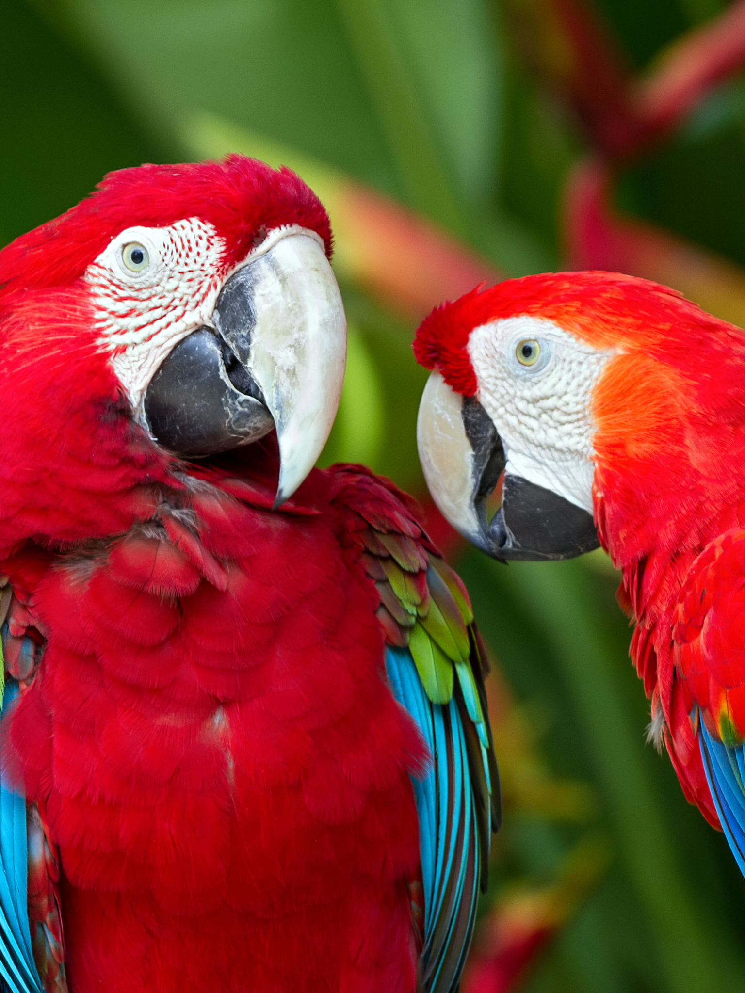 Free download wallpaper Birds, Bird, Animal, Macaw, Parrot, Red And Green Macaw, Scarlet Macaw on your PC desktop