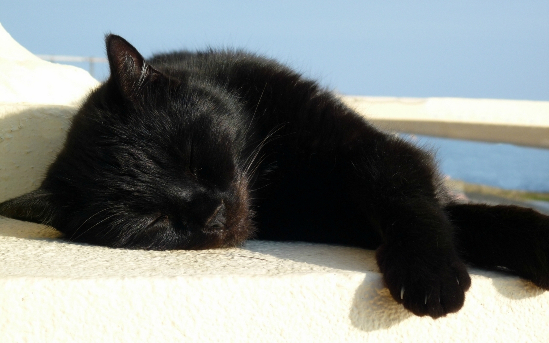 Baixe gratuitamente a imagem Animais, Gatos, Gato na área de trabalho do seu PC