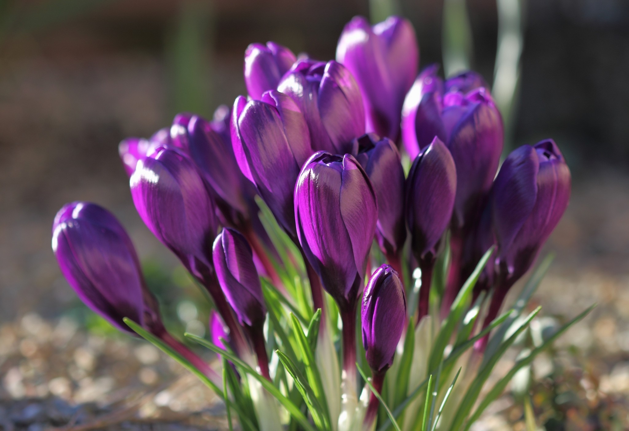 PCデスクトップにフラワーズ, 花, 地球, クロッカス, 紫色の花画像を無料でダウンロード