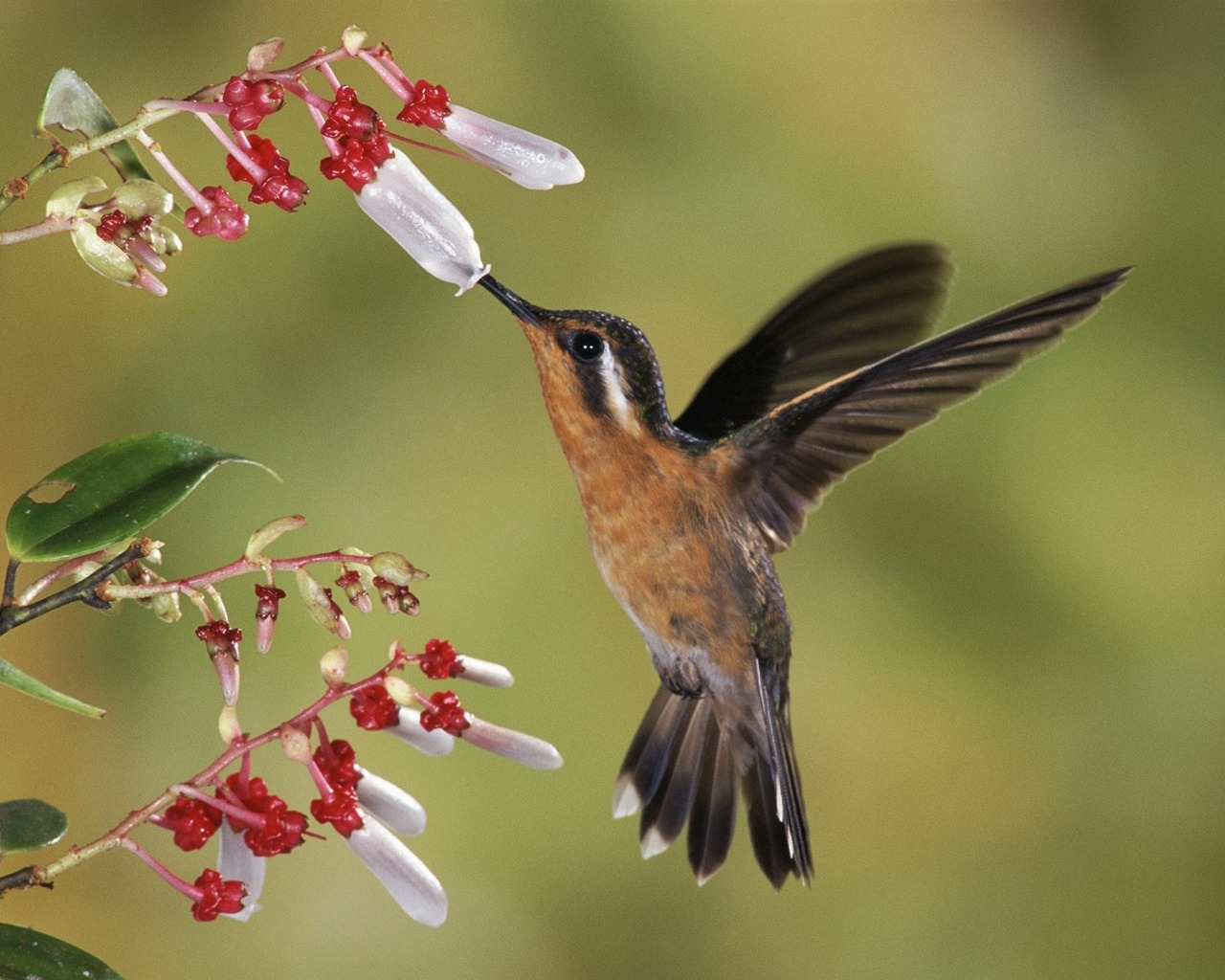 Téléchargez gratuitement l'image Animaux, Colibri sur le bureau de votre PC