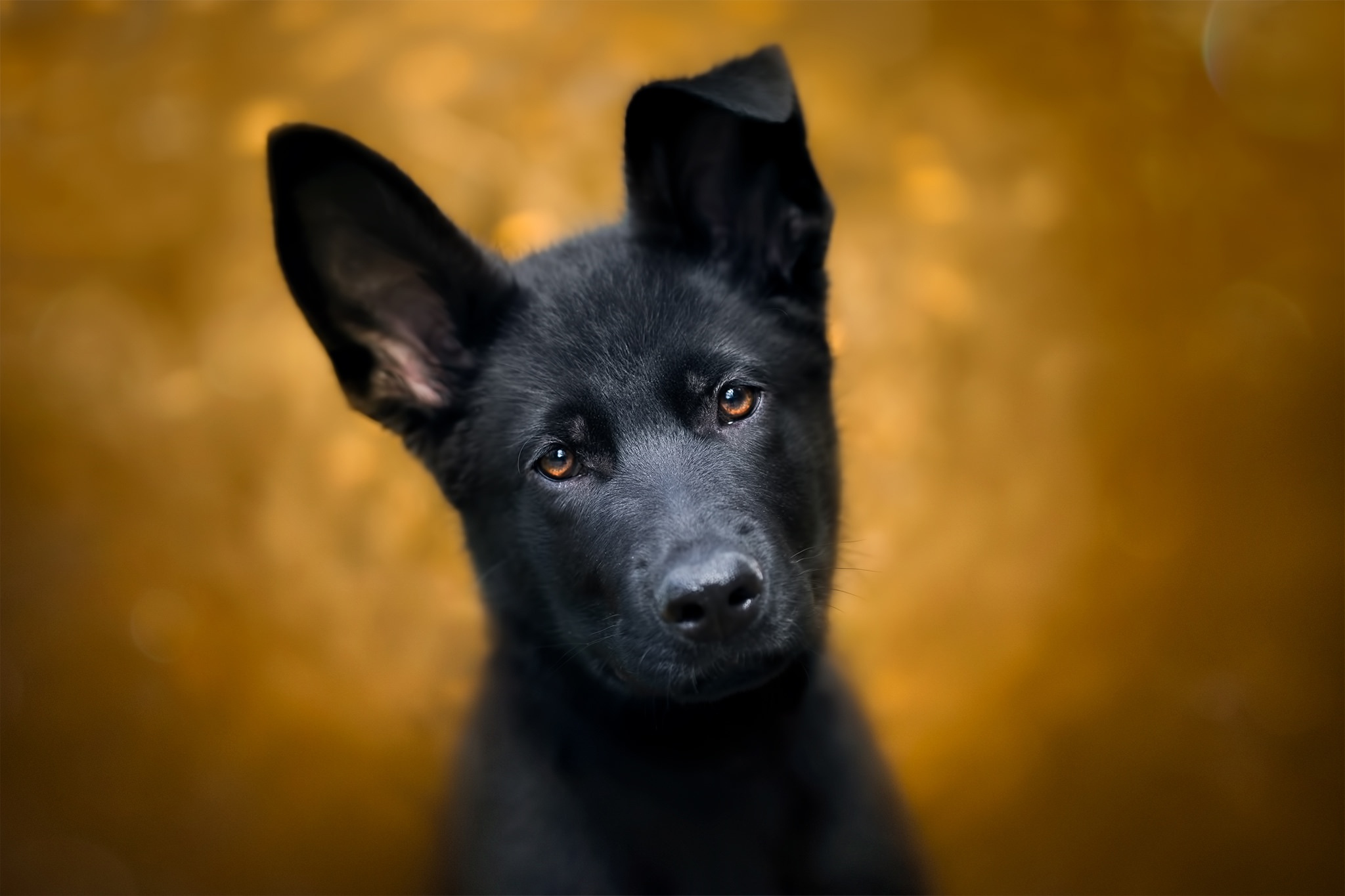 animal, german shepherd, baby animal, dog, muzzle, puppy, stare, dogs Desktop home screen Wallpaper
