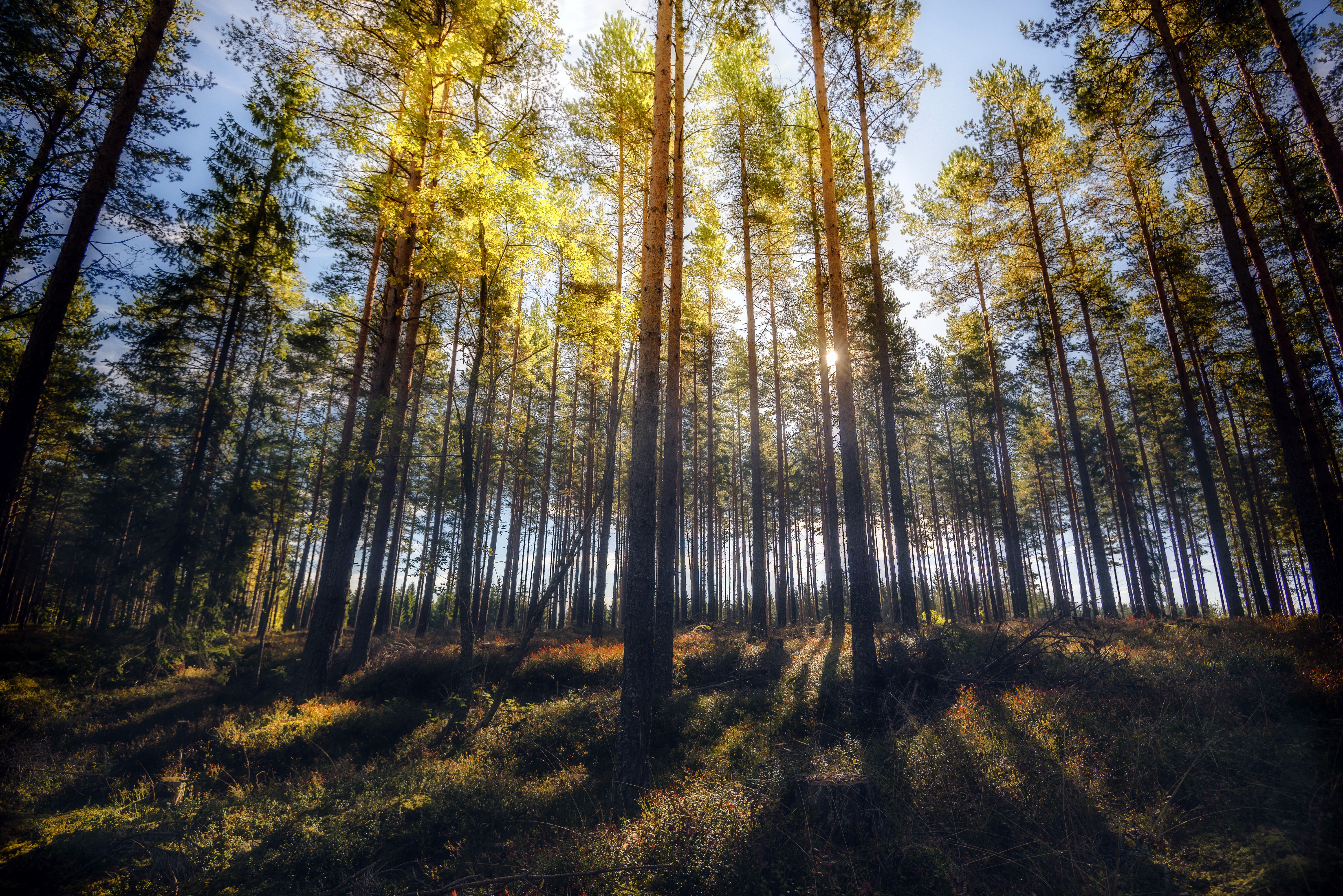 Handy-Wallpaper Natur, Wald, Baum, Sonnig, Erde/natur kostenlos herunterladen.