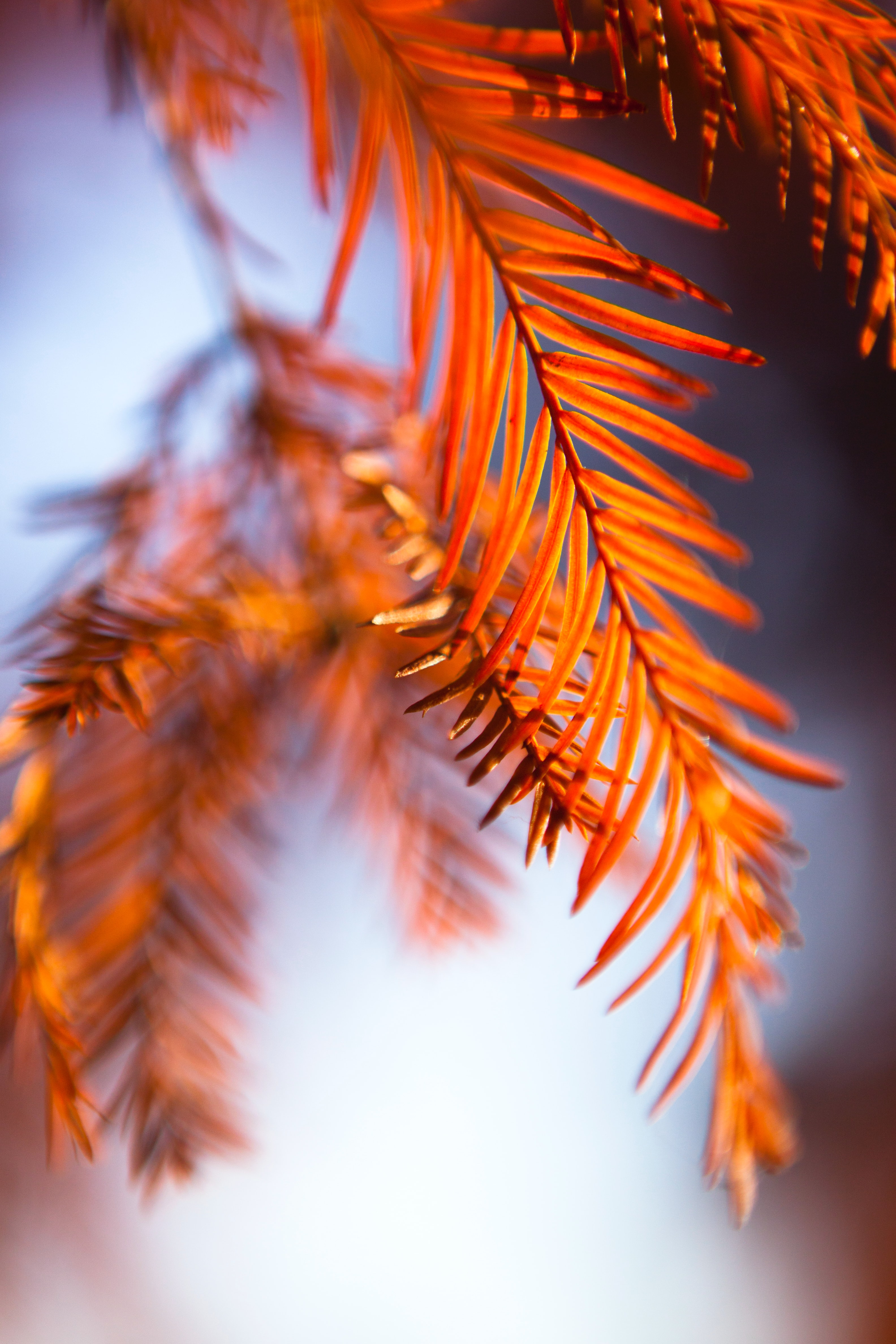 leaves, blur, macro, stems