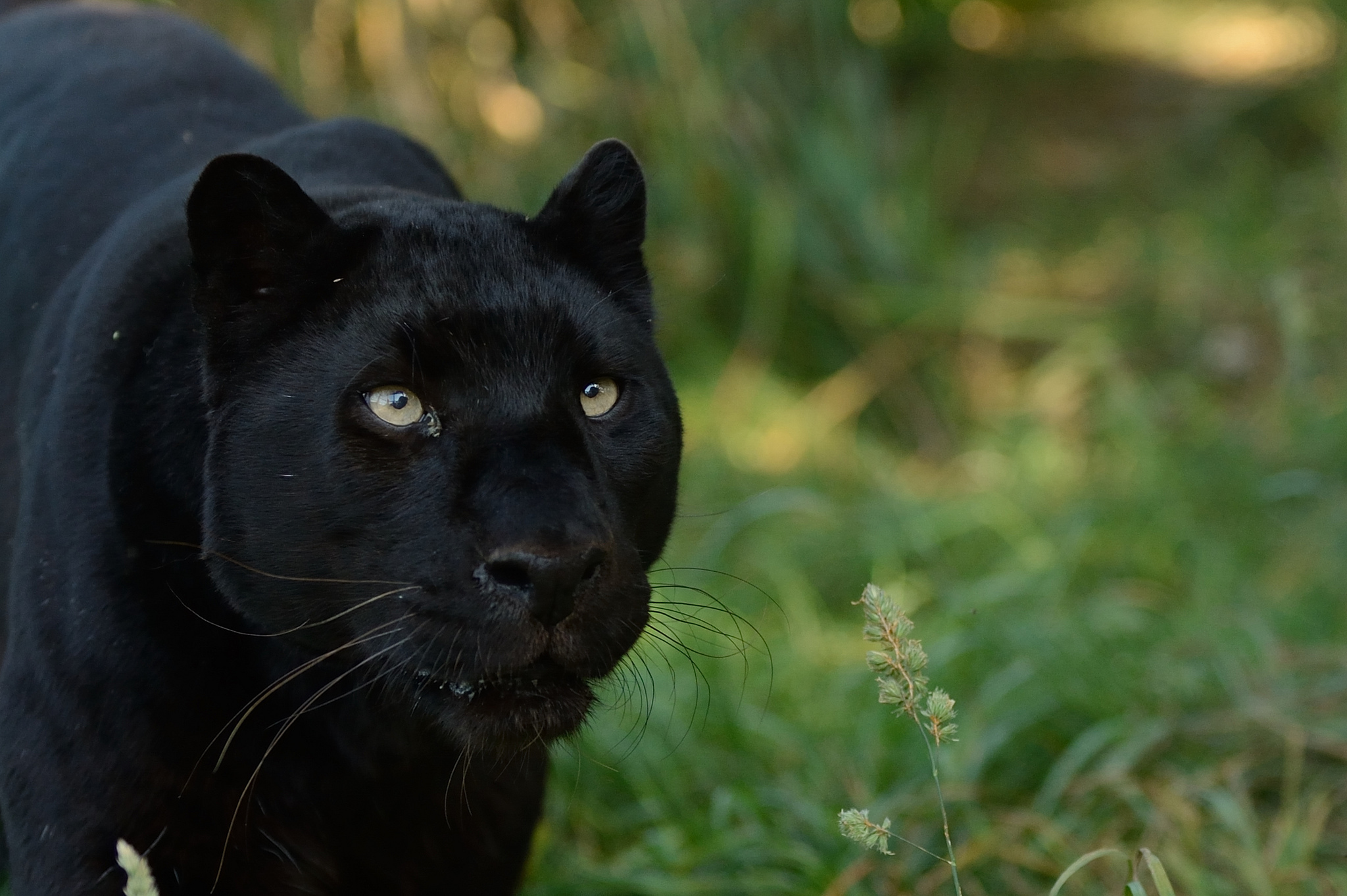 Baixar papel de parede para celular de Pantera Negra, Gatos, Animais gratuito.