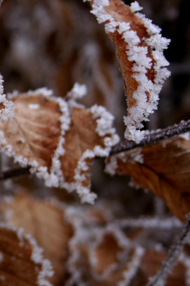 Download mobile wallpaper Winter, Leaf, Earth for free.