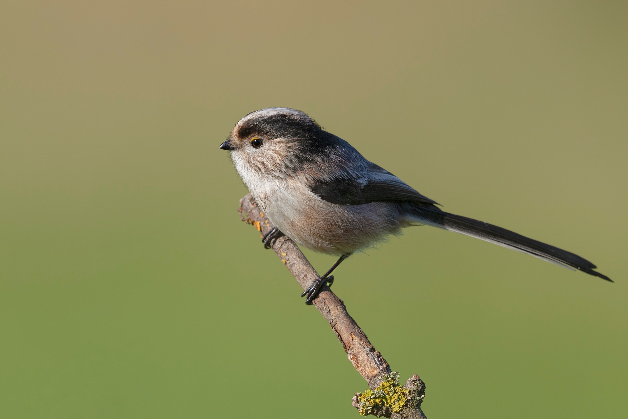 Baixar papel de parede para celular de Pássaro, Aves, Animais gratuito.