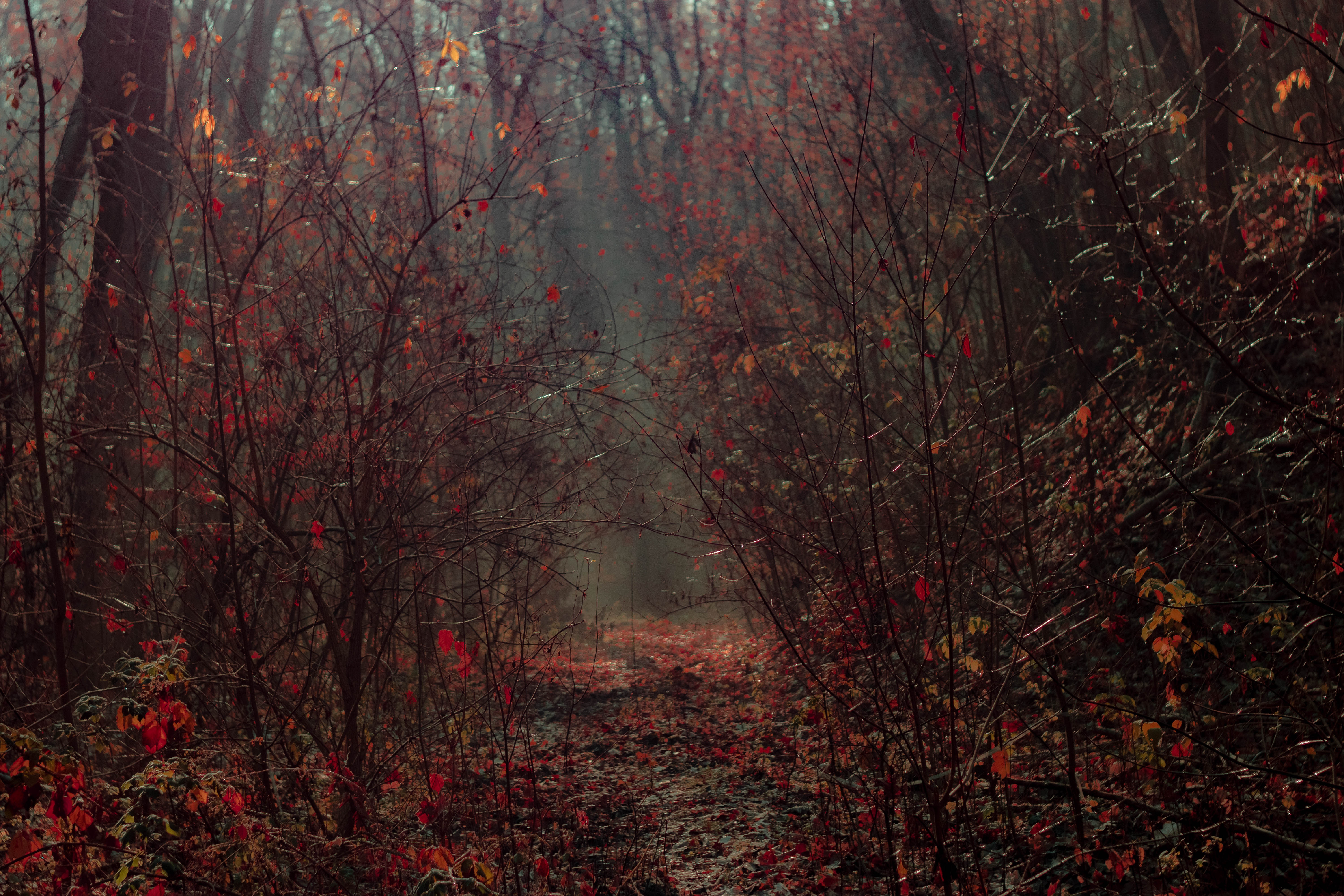 Download mobile wallpaper Foliage, Fog, Branches, Nature, Forest, Autumn for free.