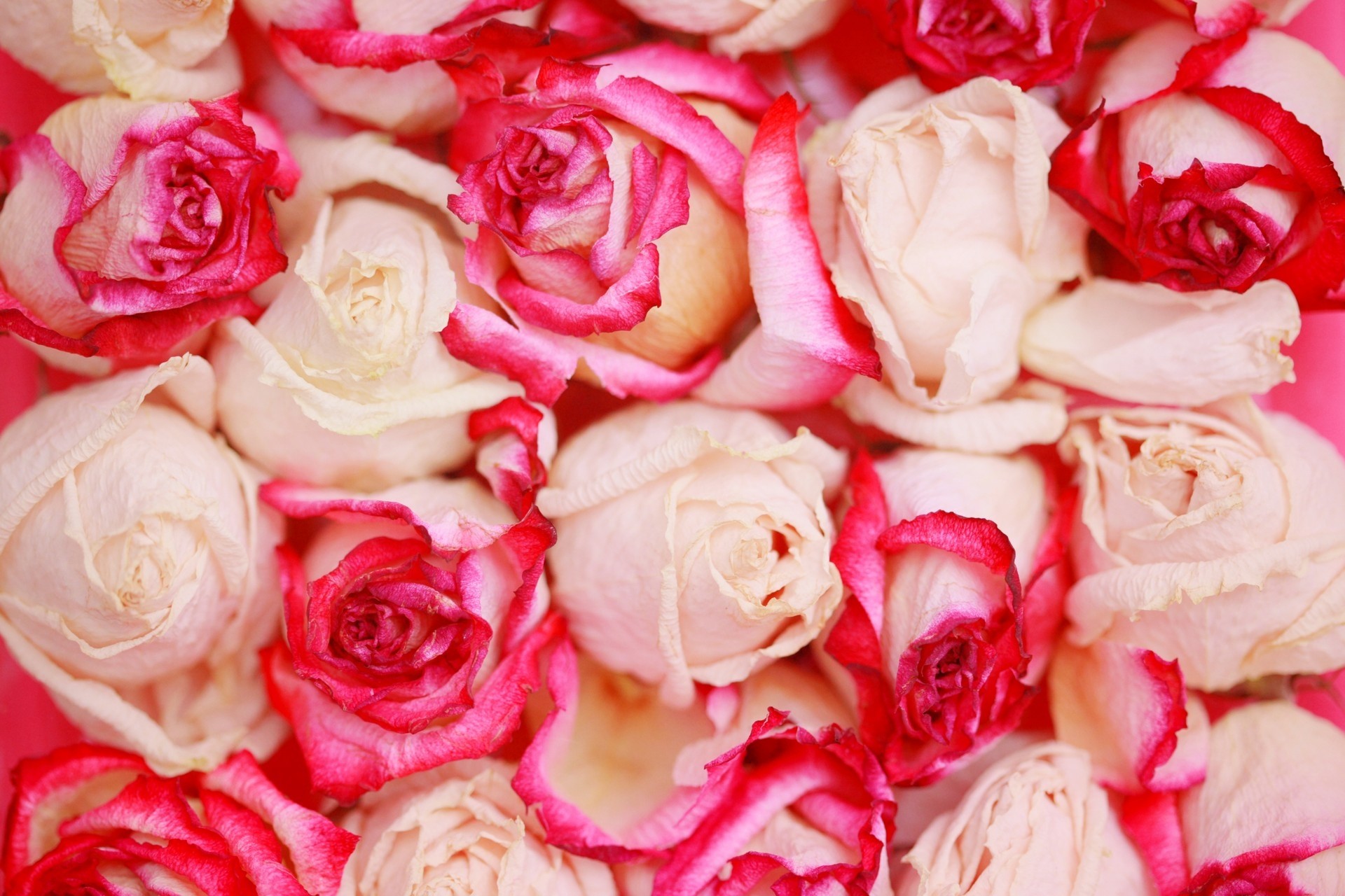 Скачать обои бесплатно Красиво, Лепестки, Цветы, Розы картинка на рабочий стол ПК
