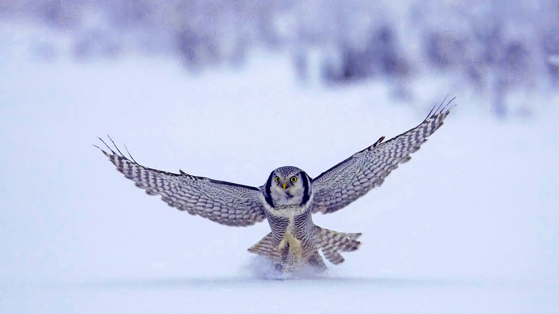 animal, snowy owl, birds