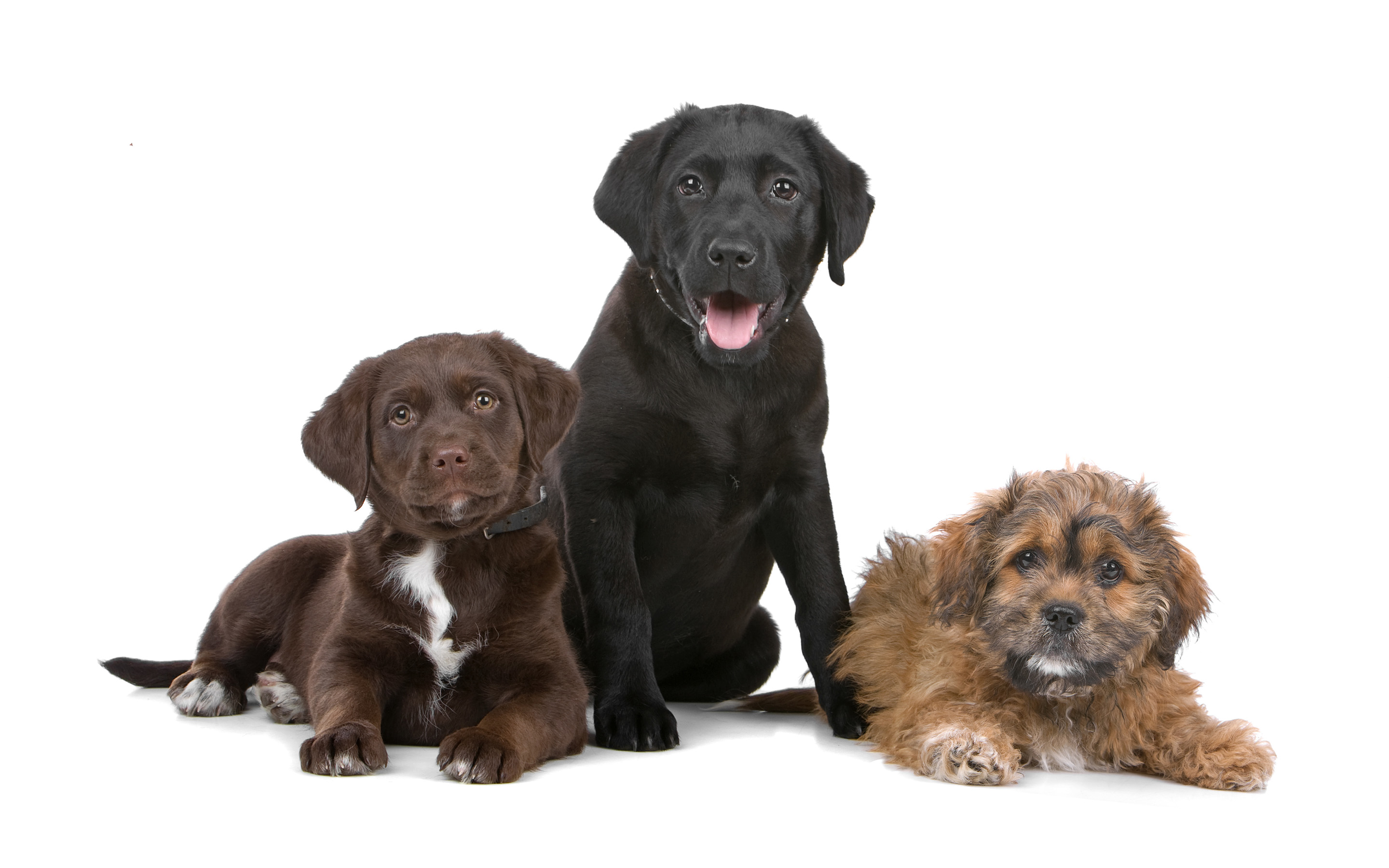 Free download wallpaper Dogs, Dog, Animal on your PC desktop