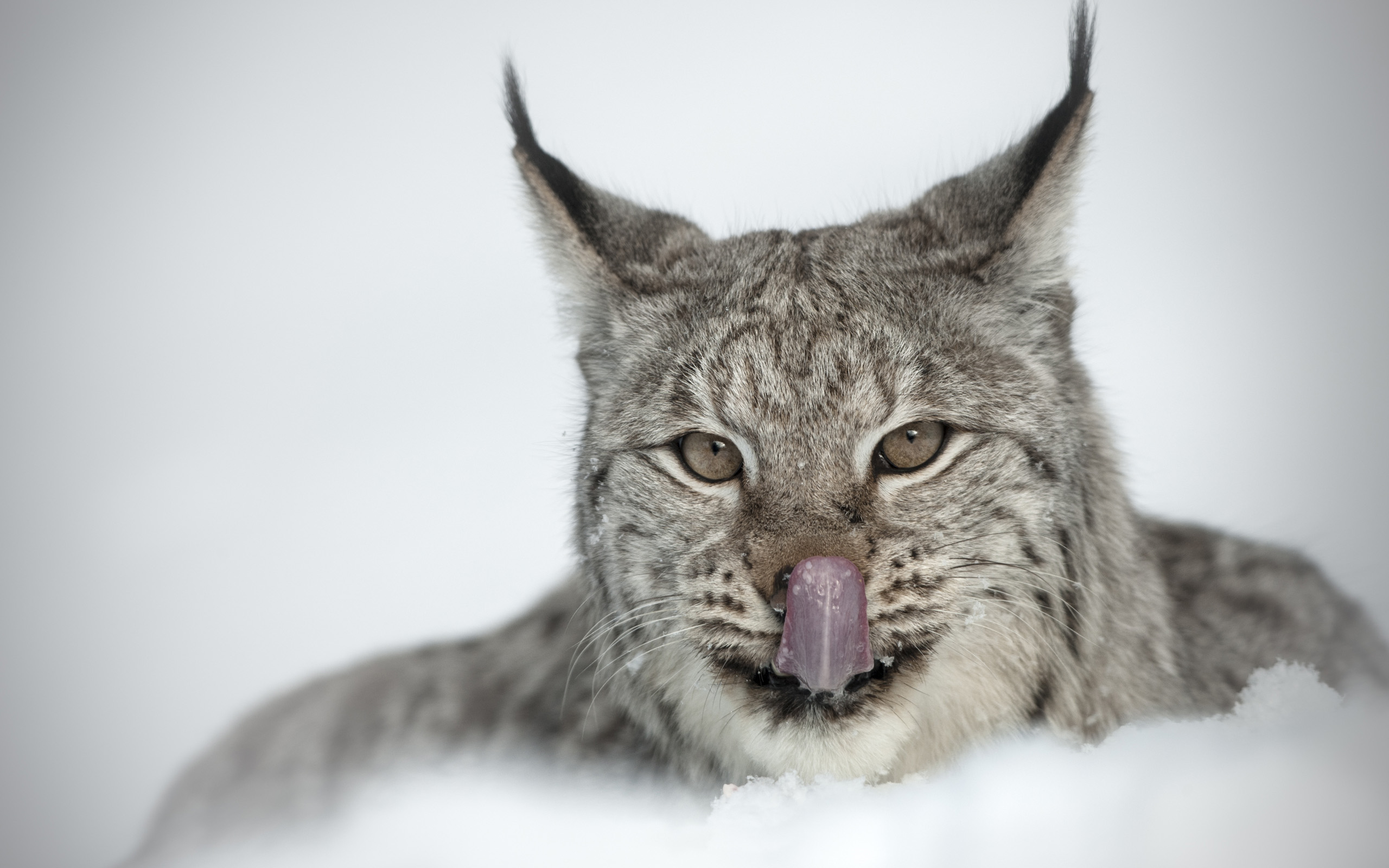 Handy-Wallpaper Luchs, Katzen, Tiere kostenlos herunterladen.