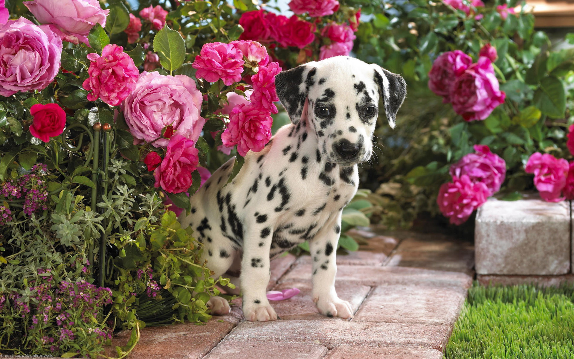 263194画像をダウンロードダルメシアン, 動物, 可愛い, 犬, 花, ピンクの花, 子犬-壁紙とスクリーンセーバーを無料で