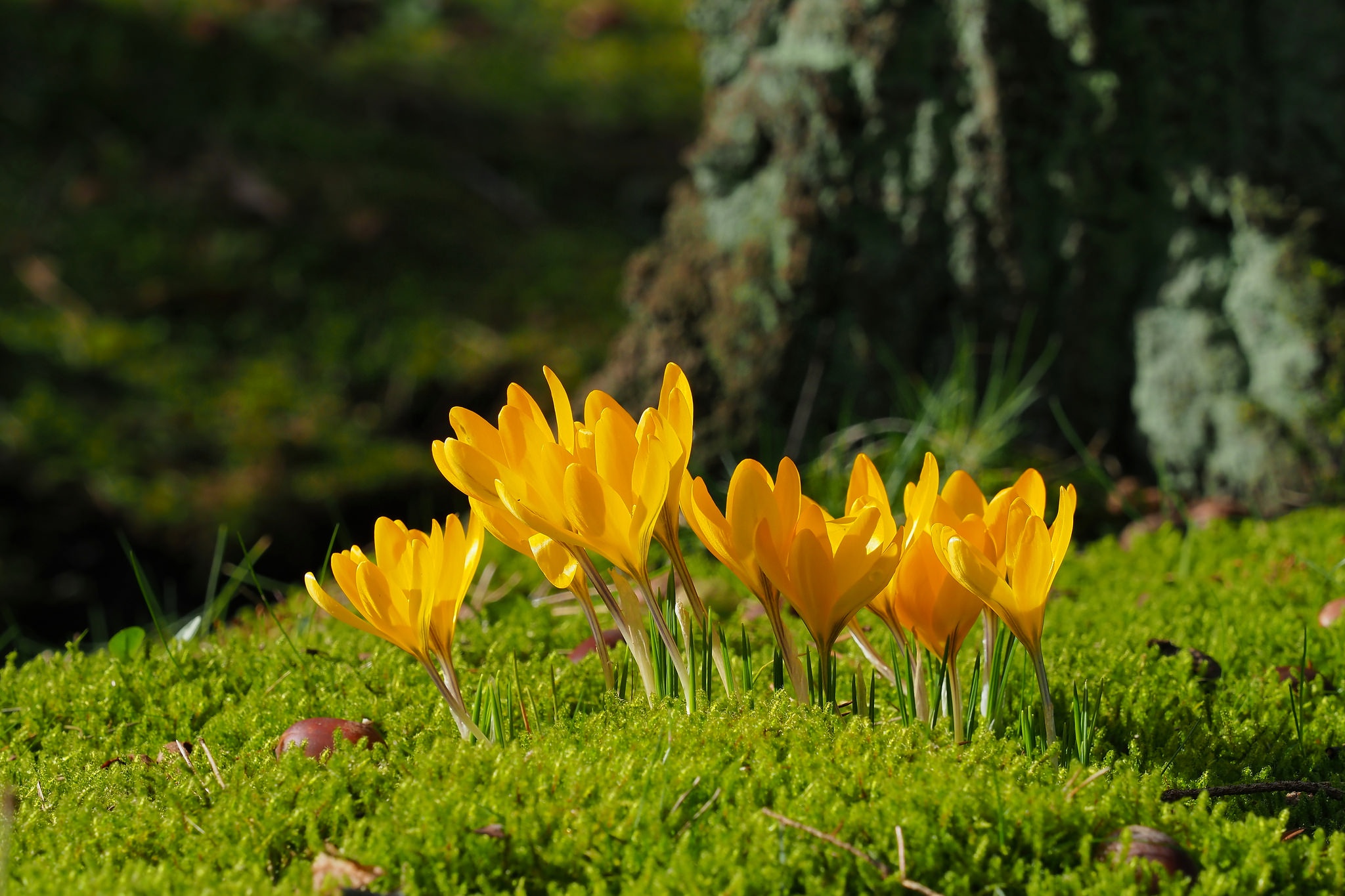 Free download wallpaper Nature, Flowers, Flower, Close Up, Earth, Moss, Crocus, Yellow Flower on your PC desktop