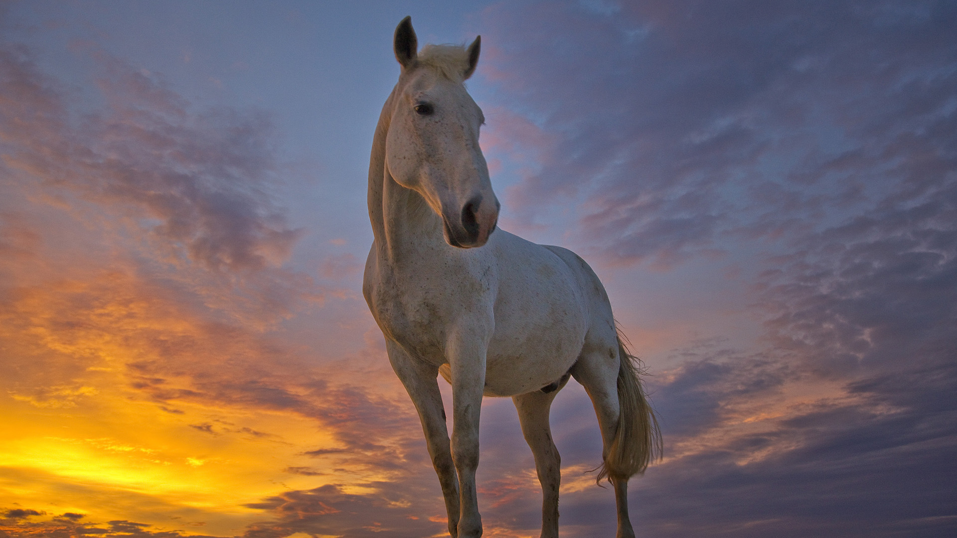Free download wallpaper Sunset, Sunrise, Animal, Cloud, Horse on your PC desktop