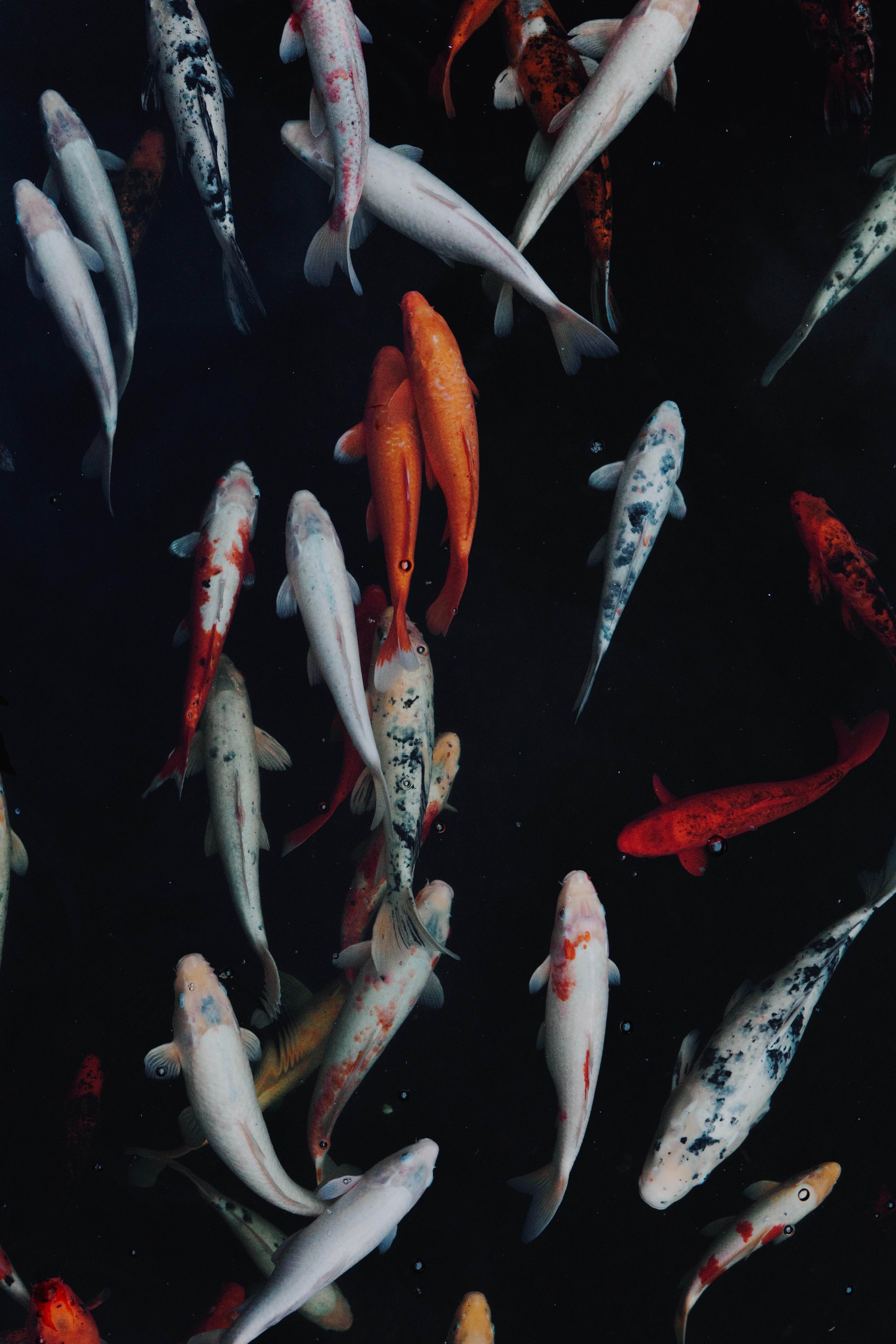 fishes, swimming, multicolored, underwater world, motley, animals HD wallpaper