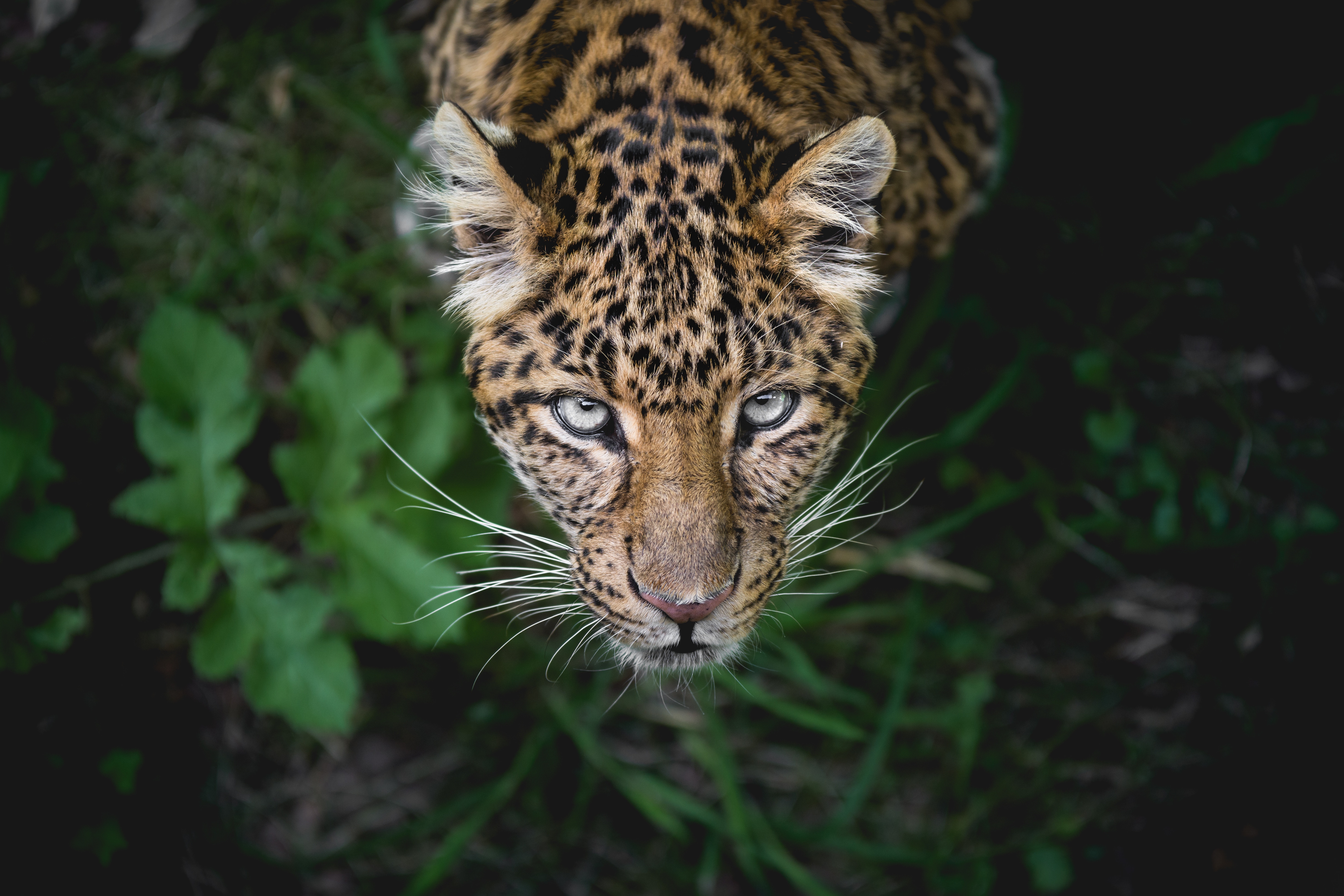 Handy-Wallpaper Tiere, Katzen, Leopard, Gesicht, Starren kostenlos herunterladen.