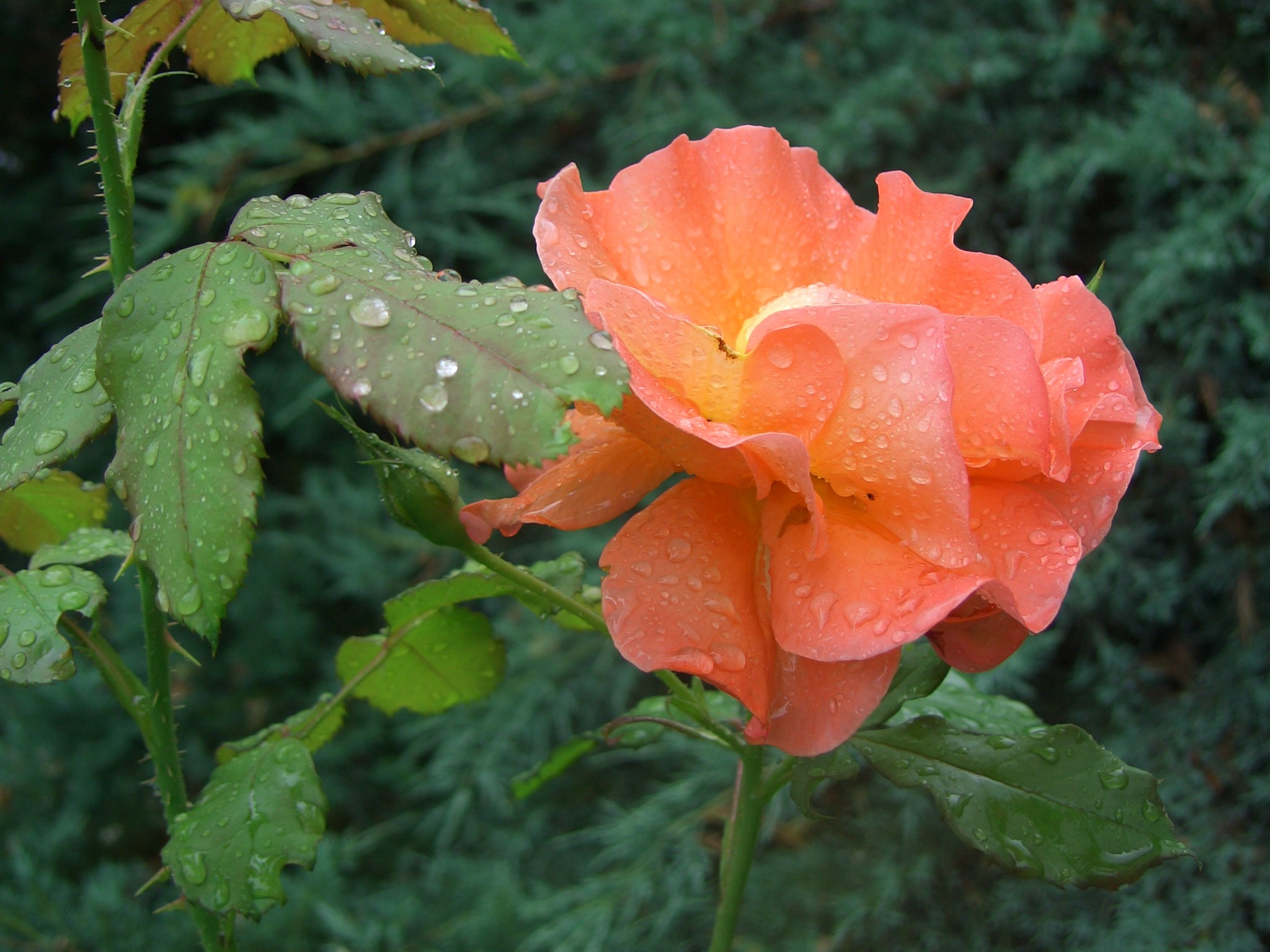 Laden Sie das Blume, Erde/natur-Bild kostenlos auf Ihren PC-Desktop herunter