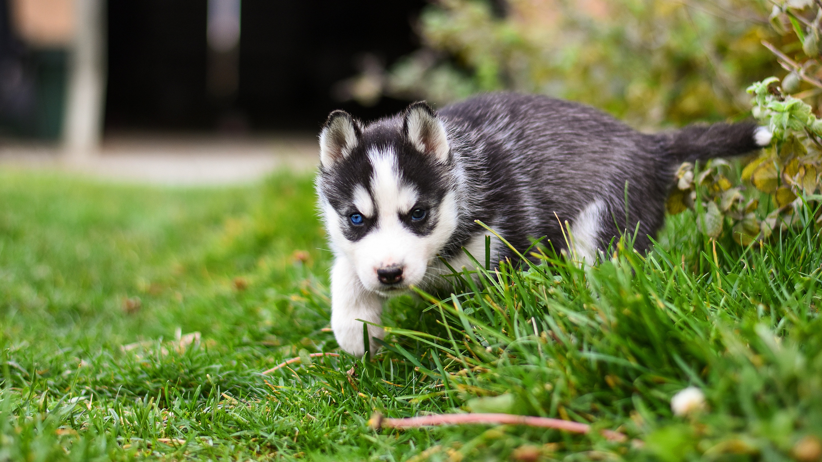 Free download wallpaper Dogs, Dog, Animal, Puppy, Husky, Siberian Husky, Baby Animal on your PC desktop