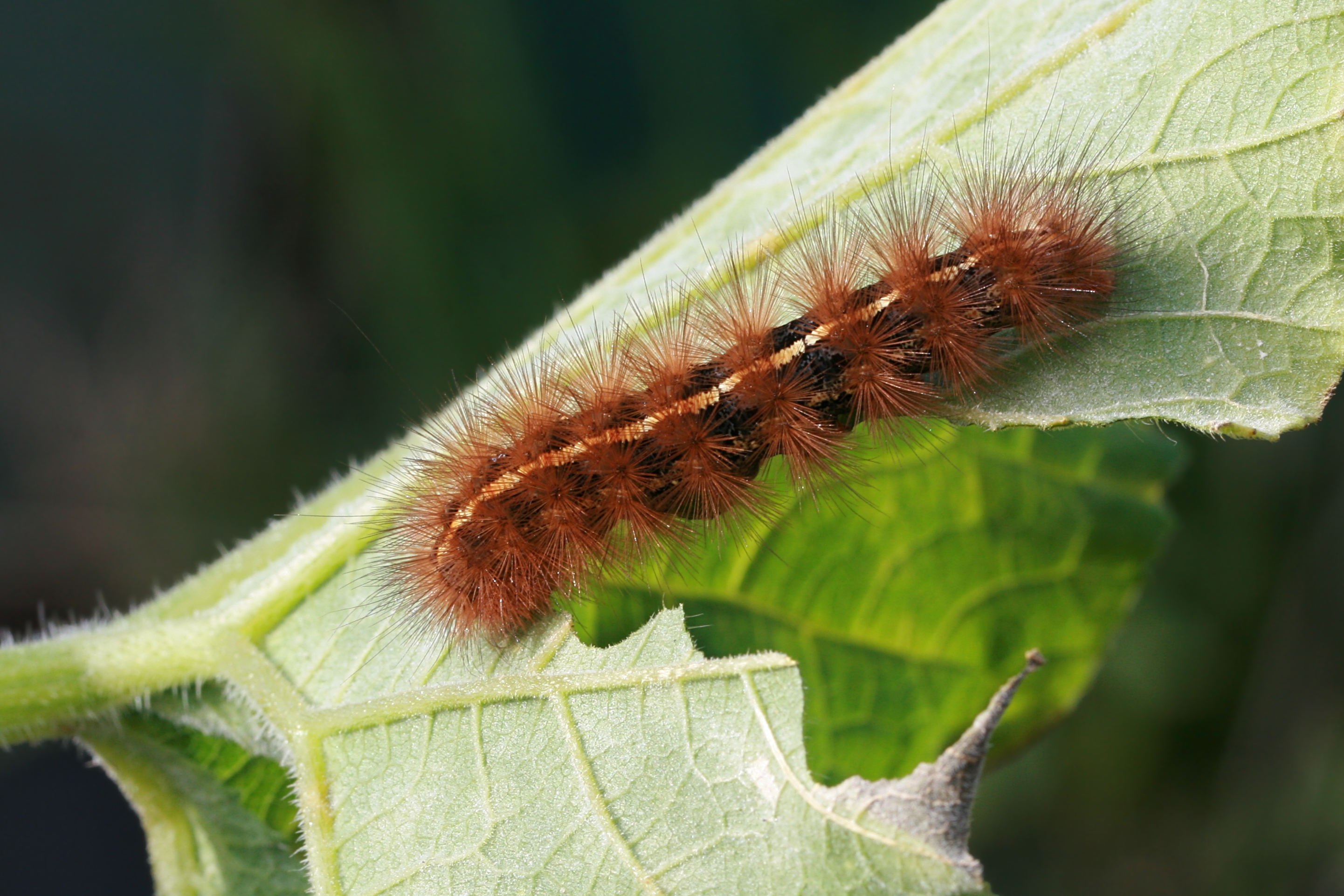 Download mobile wallpaper Animal, Caterpillar, Dark Spotted Tiger Moth Caterpillar for free.
