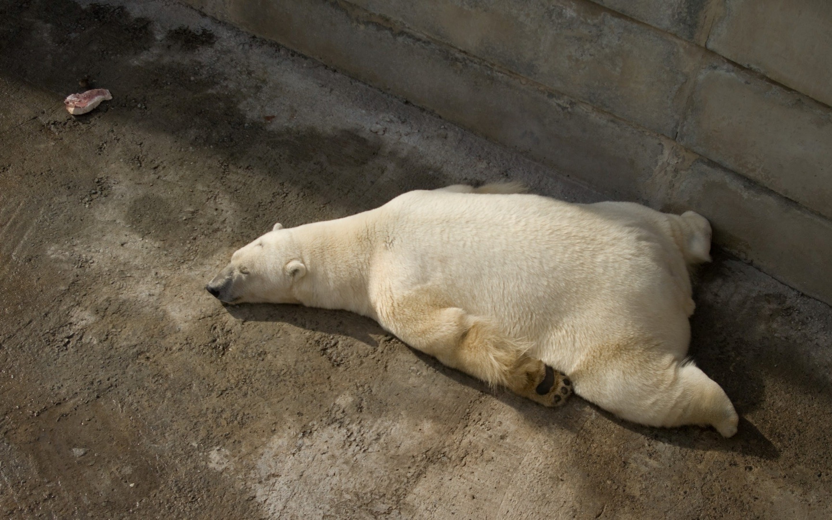 Handy-Wallpaper Tiere, Eisbär kostenlos herunterladen.