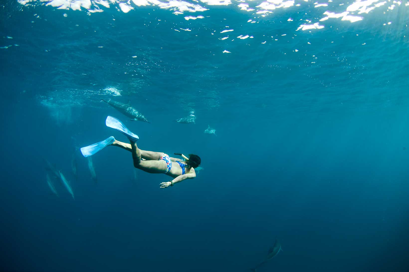 166004 baixar papel de parede fotografia, embaixo da agua, mergulhando, golfinho, oceano - protetores de tela e imagens gratuitamente