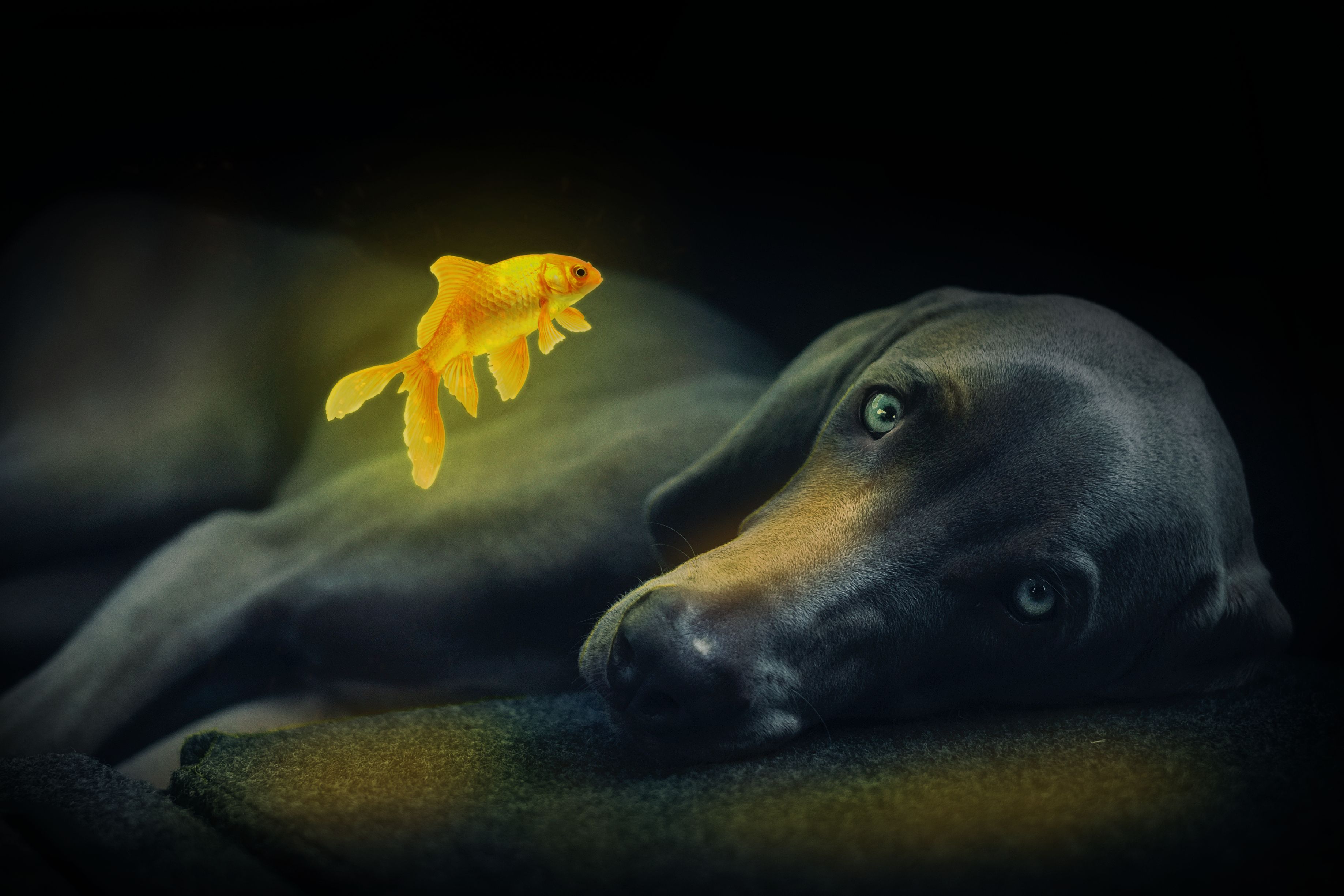 Free download wallpaper Dogs, Dog, Animal, Weimaraner on your PC desktop