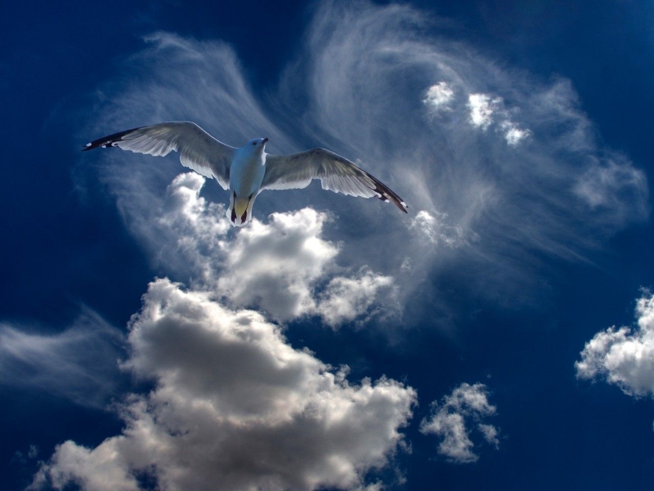Téléchargez des papiers peints mobile Animaux, Sky, Oiseaux gratuitement.