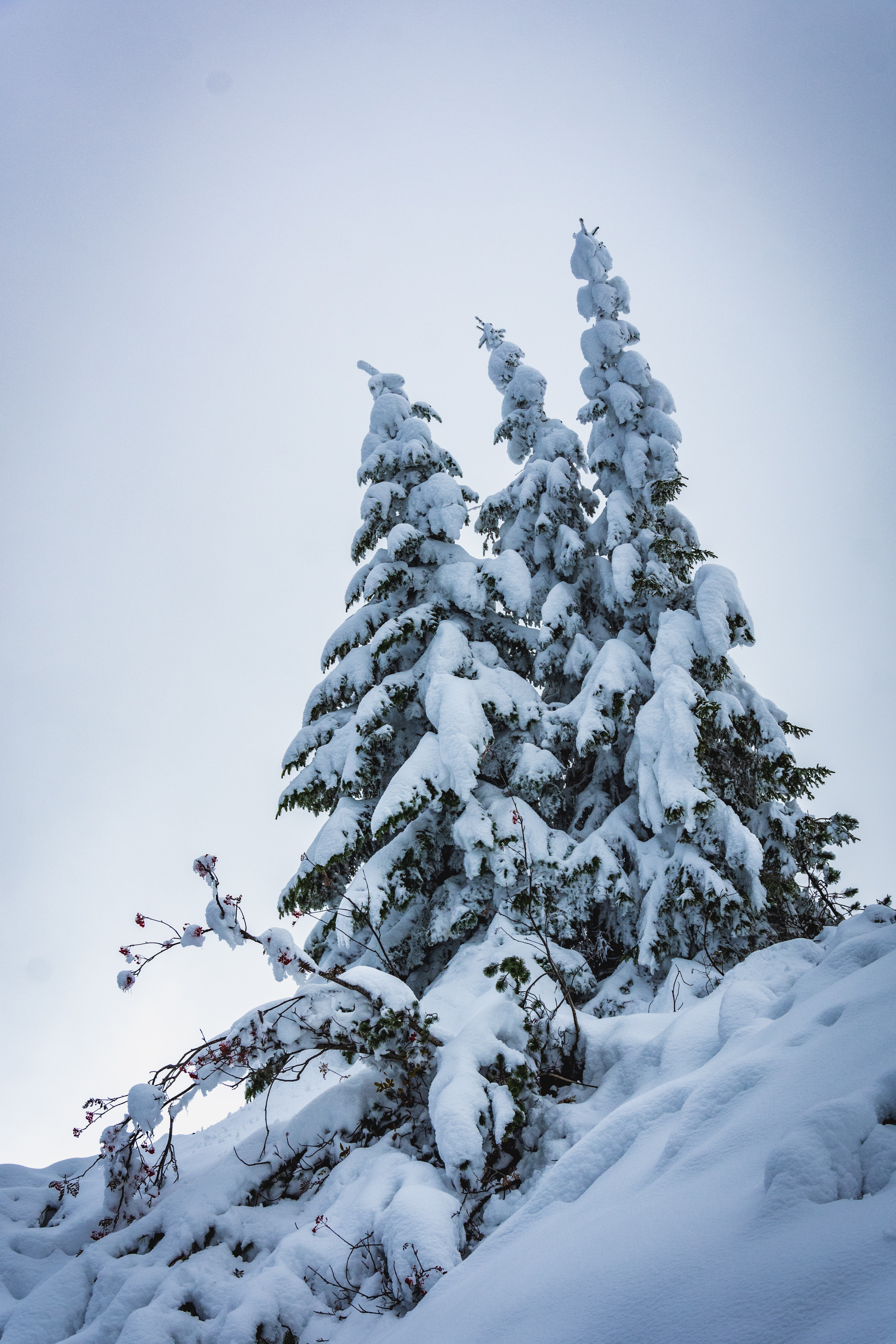 無料モバイル壁紙自然, 木, 雪, モミの木, 冬をダウンロードします。