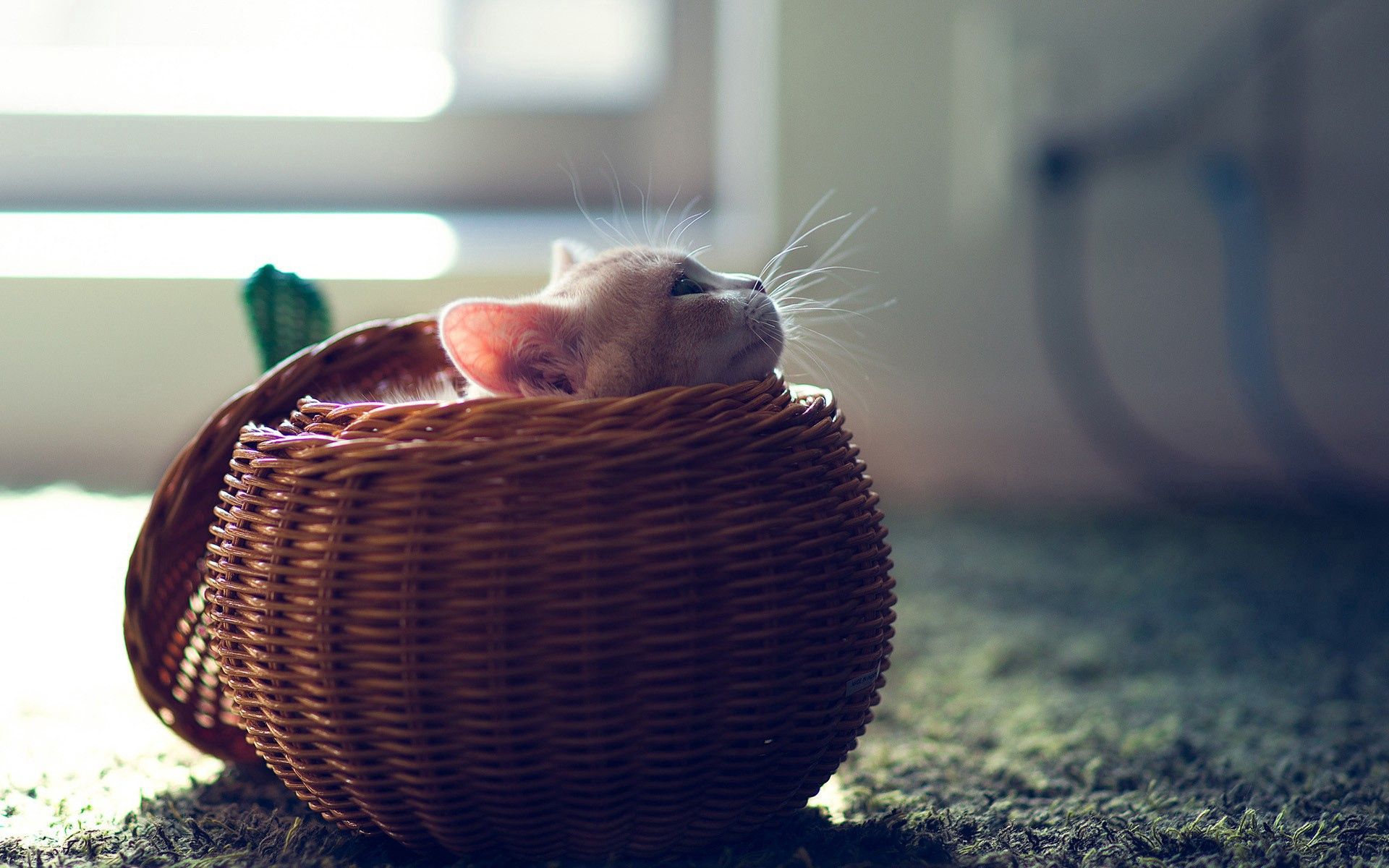 kitty, animals, kitten, hide, playful, basket High Definition image