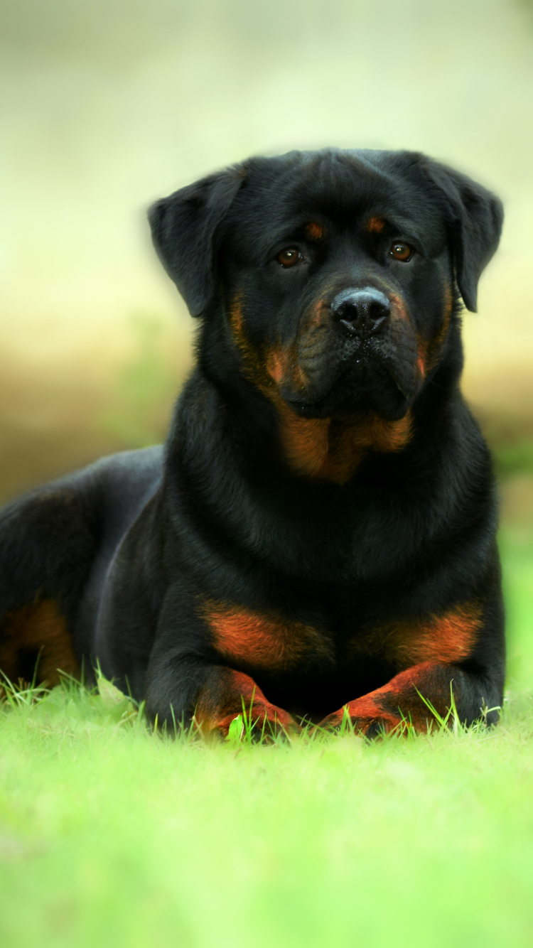 Download mobile wallpaper Dogs, Animal, Rottweiler for free.