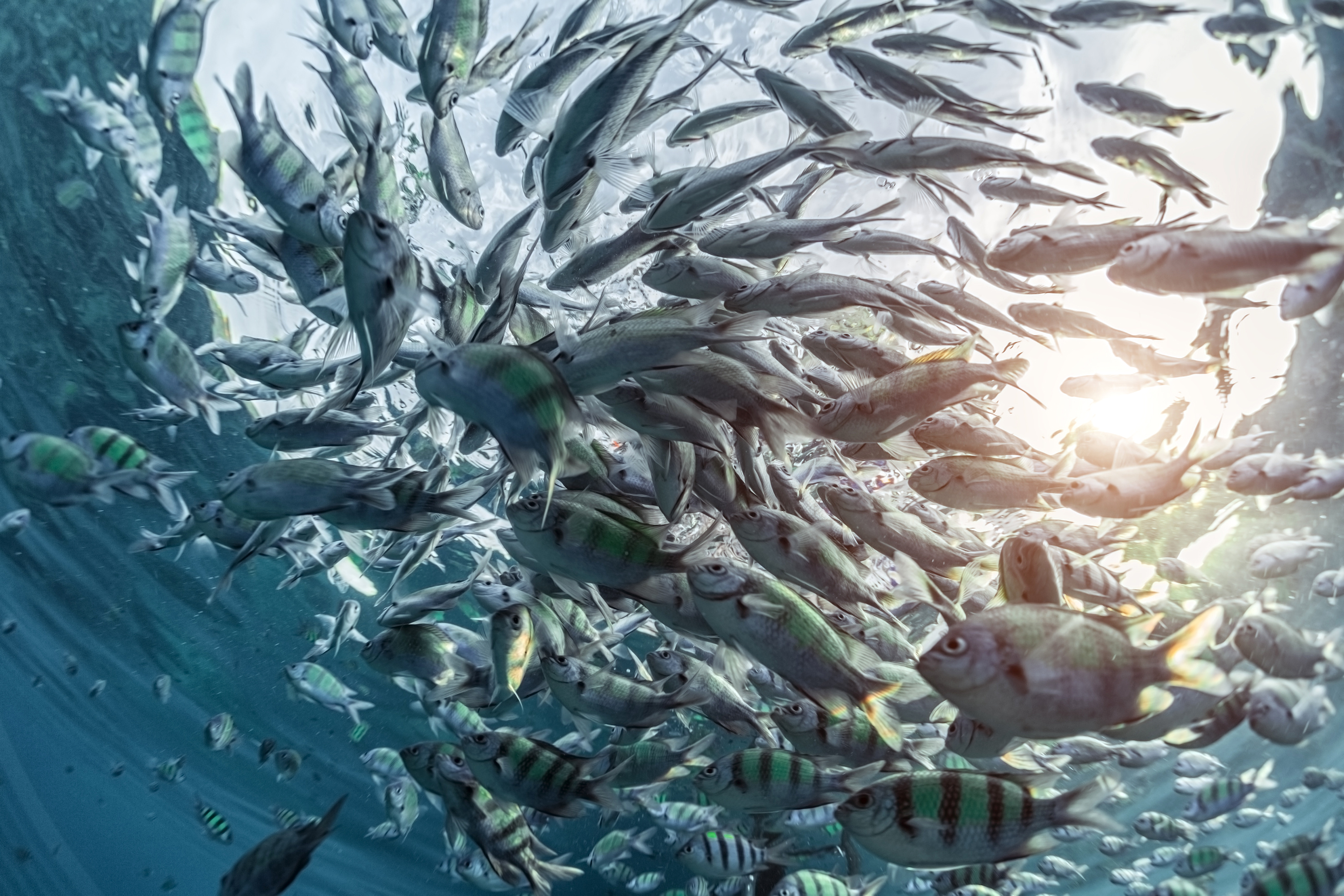 Laden Sie das Tiere, Fische, Fisch, Unterwasser-Bild kostenlos auf Ihren PC-Desktop herunter