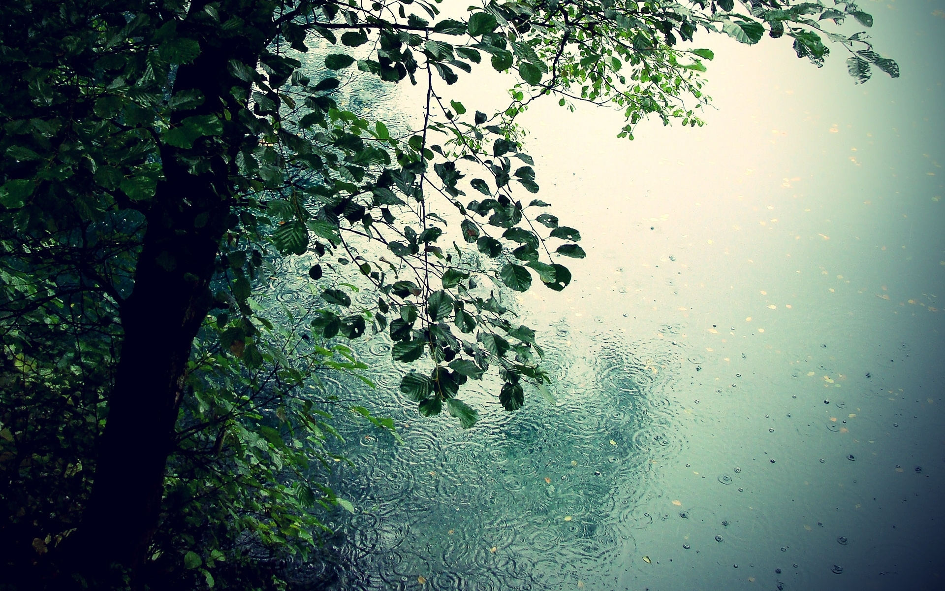 rain, landscape, leaves 1080p