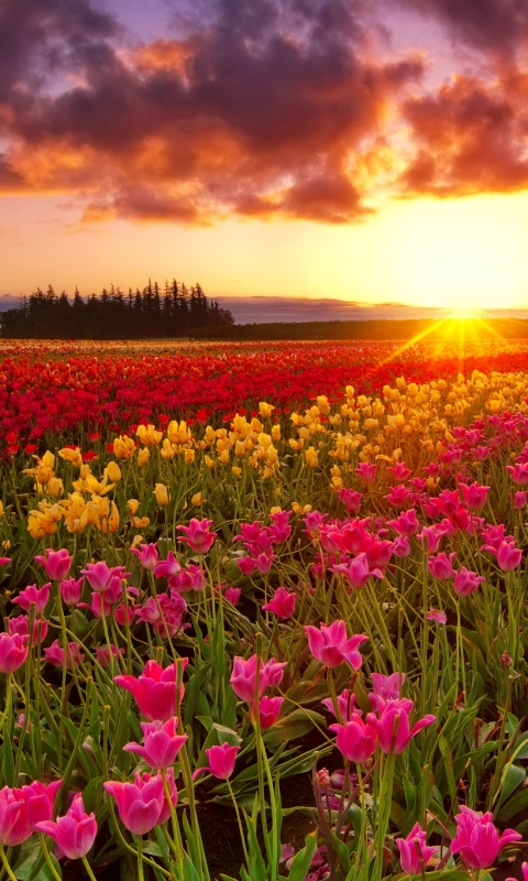 Download mobile wallpaper Flowers, Sunset, Flower, Earth, Field, Tulip, Yellow Flower, Sunbeam, Red Flower, Pink Flower, Sunbean for free.