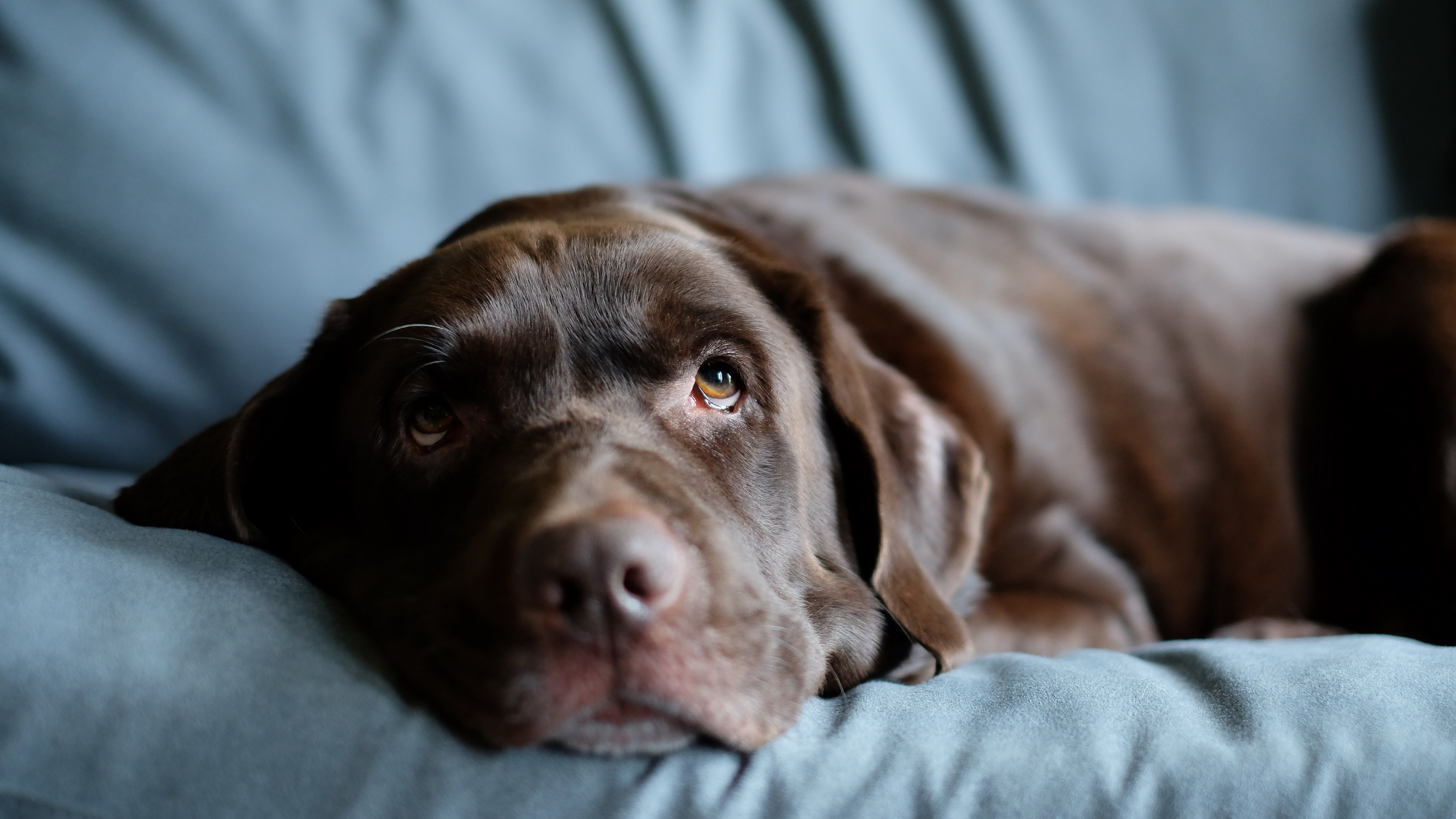 Descarga gratuita de fondo de pantalla para móvil de Animales, Perros, Perro.