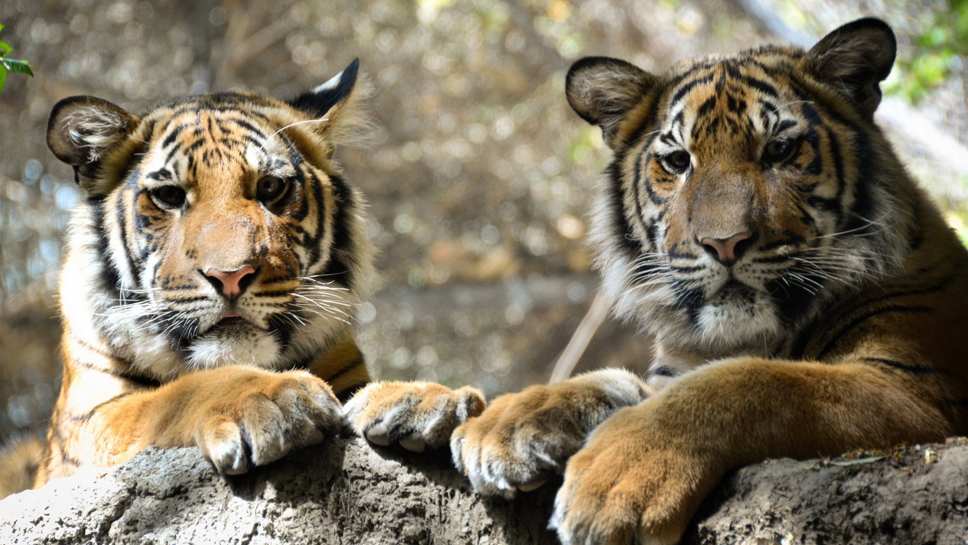 Téléchargez gratuitement l'image Animaux, Chats, Tigre sur le bureau de votre PC