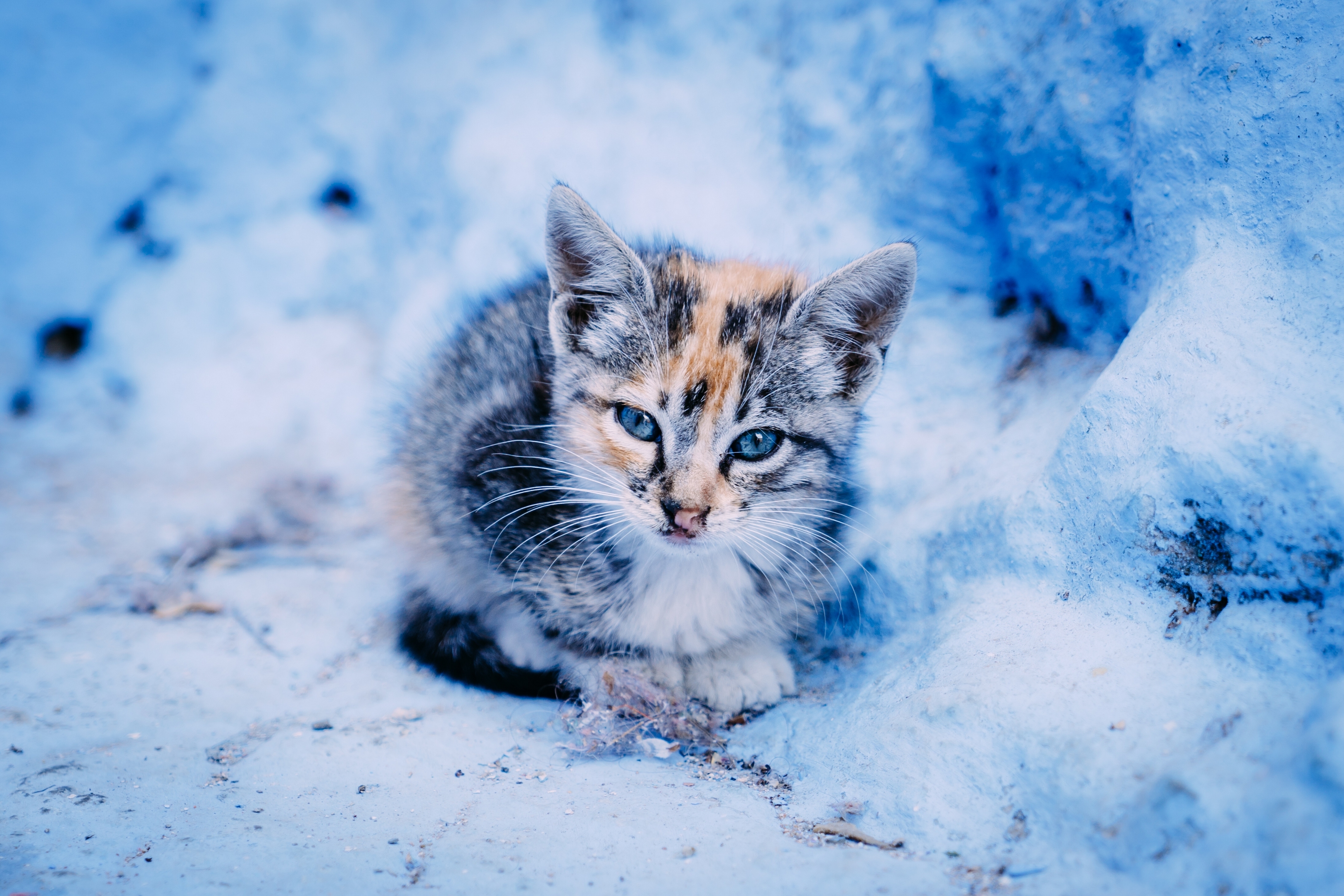 無料モバイル壁紙動物, ネコ, 猫, 子猫をダウンロードします。