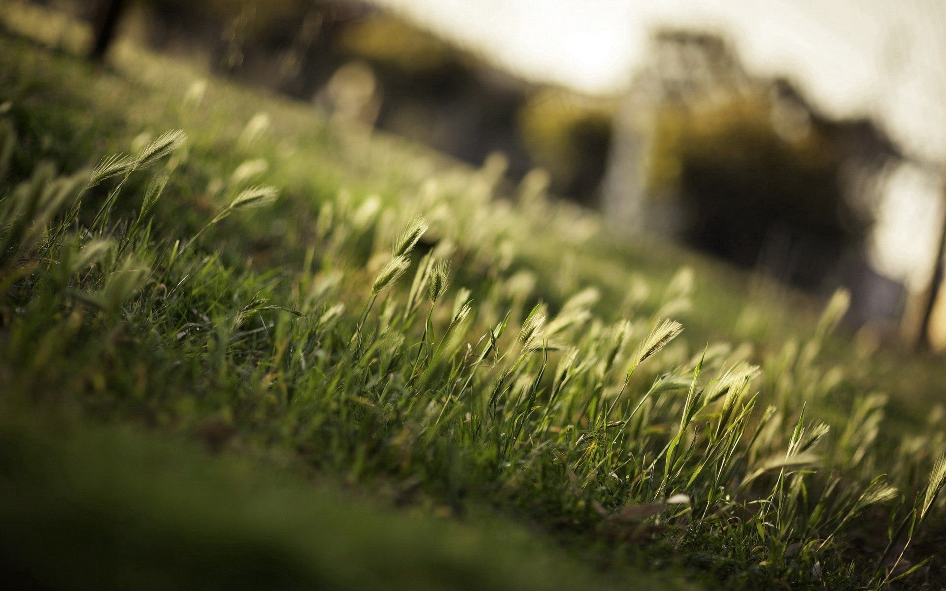 Free download wallpaper Grass, Macro, Greens, Field on your PC desktop