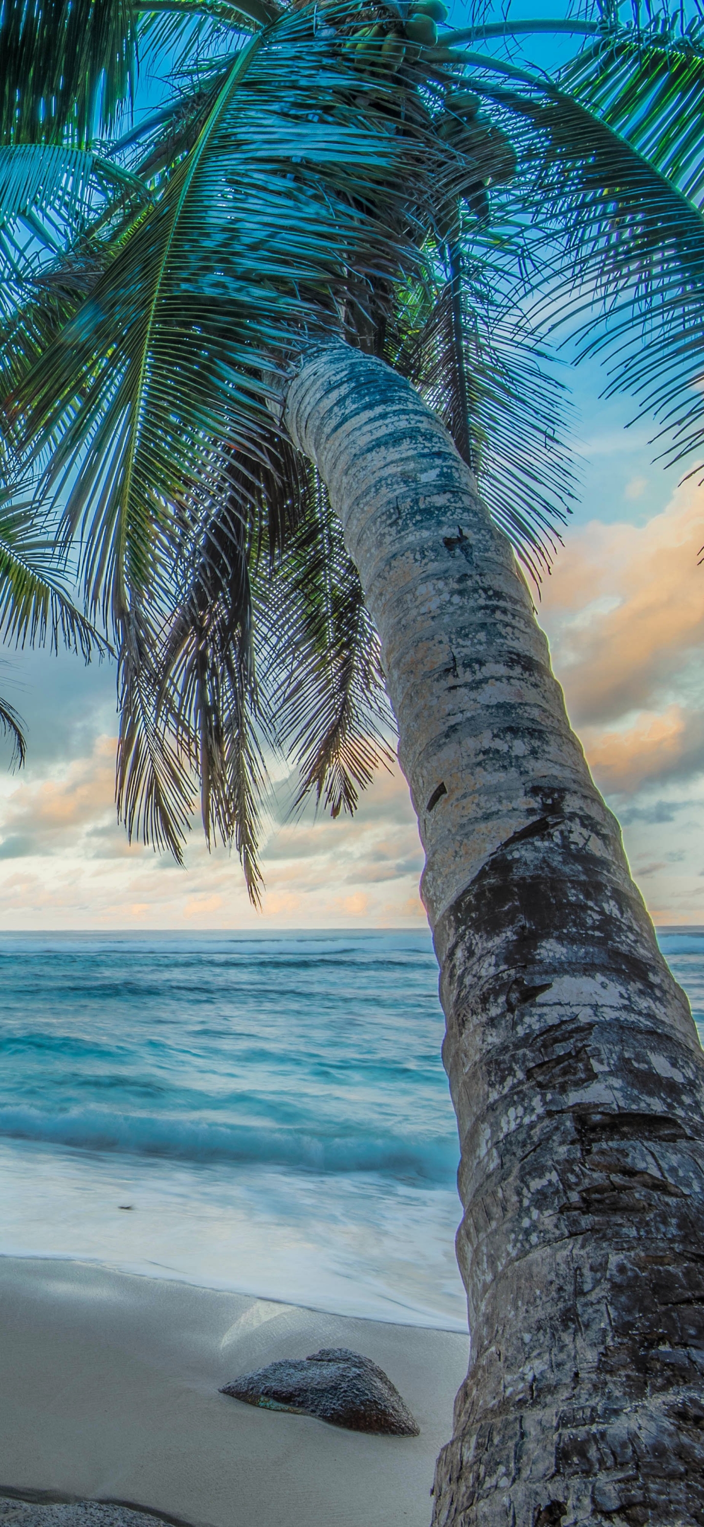 Download mobile wallpaper Hdr, Tropical, Photography, Palm Tree for free.