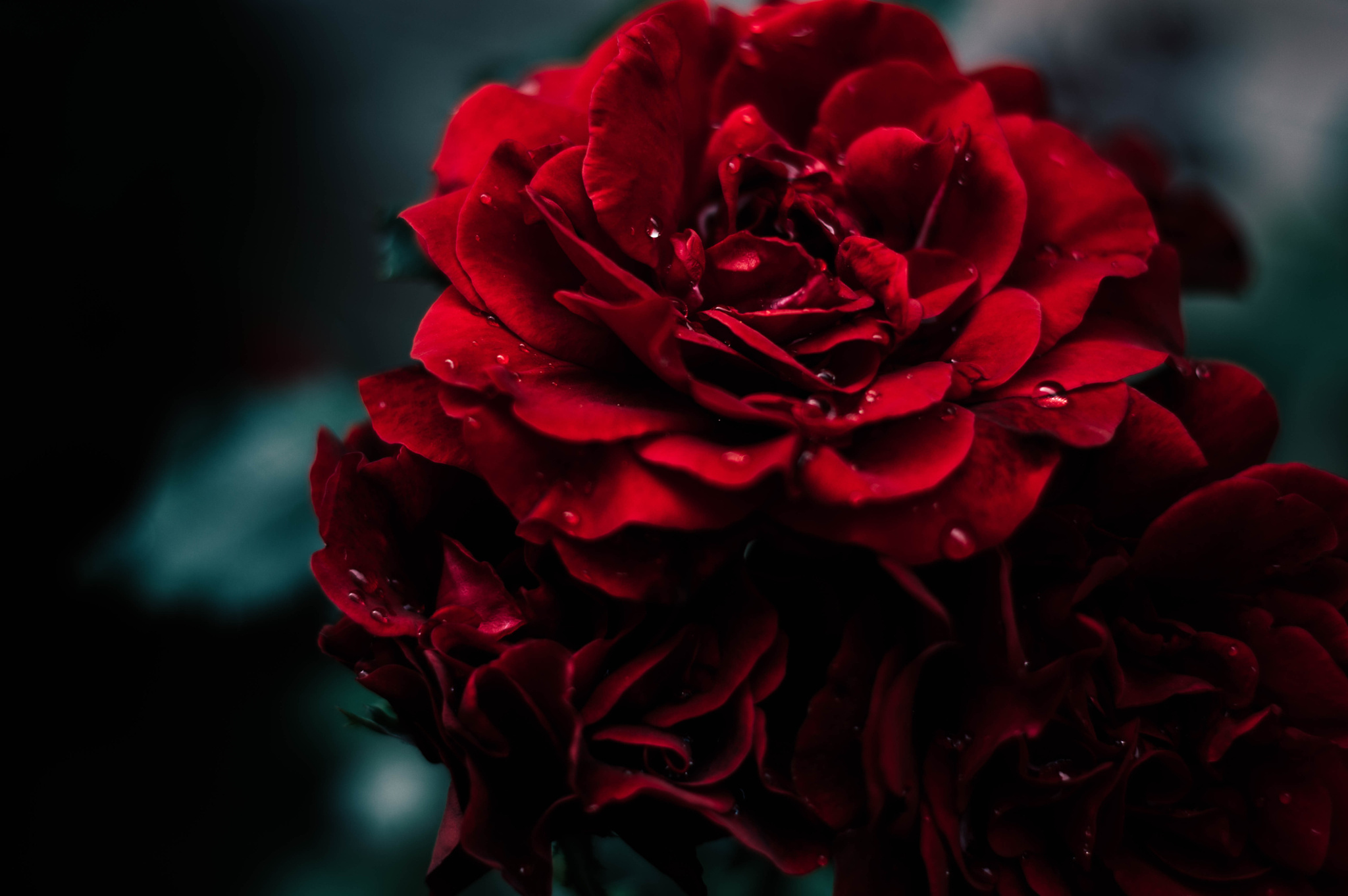 Baixe gratuitamente a imagem Flores, Rosa, Flor, Rosa Vermelha, Flor Vermelha, Terra/natureza, Gota De Água na área de trabalho do seu PC