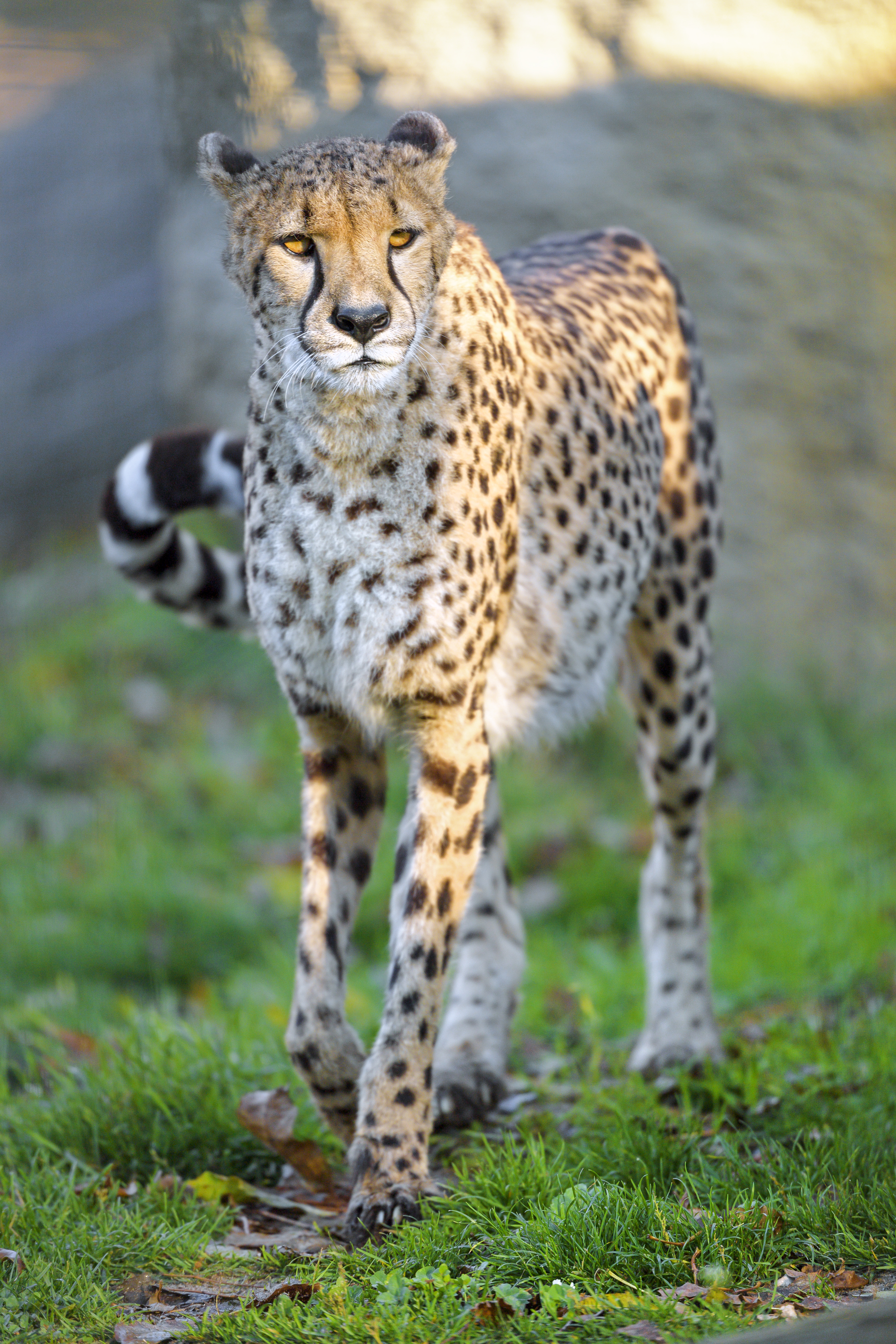 Descarga gratuita de fondo de pantalla para móvil de Leopardo, Depredador, Gato Grande, Fauna Silvestre, Animales, Guepardo, Vida Silvestre, Animal.
