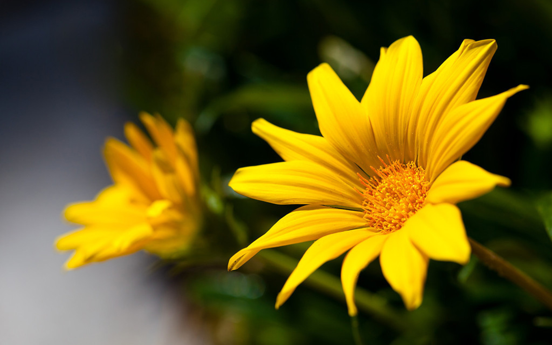 無料モバイル壁紙黄色い花, フラワーズ, 花, 地球をダウンロードします。