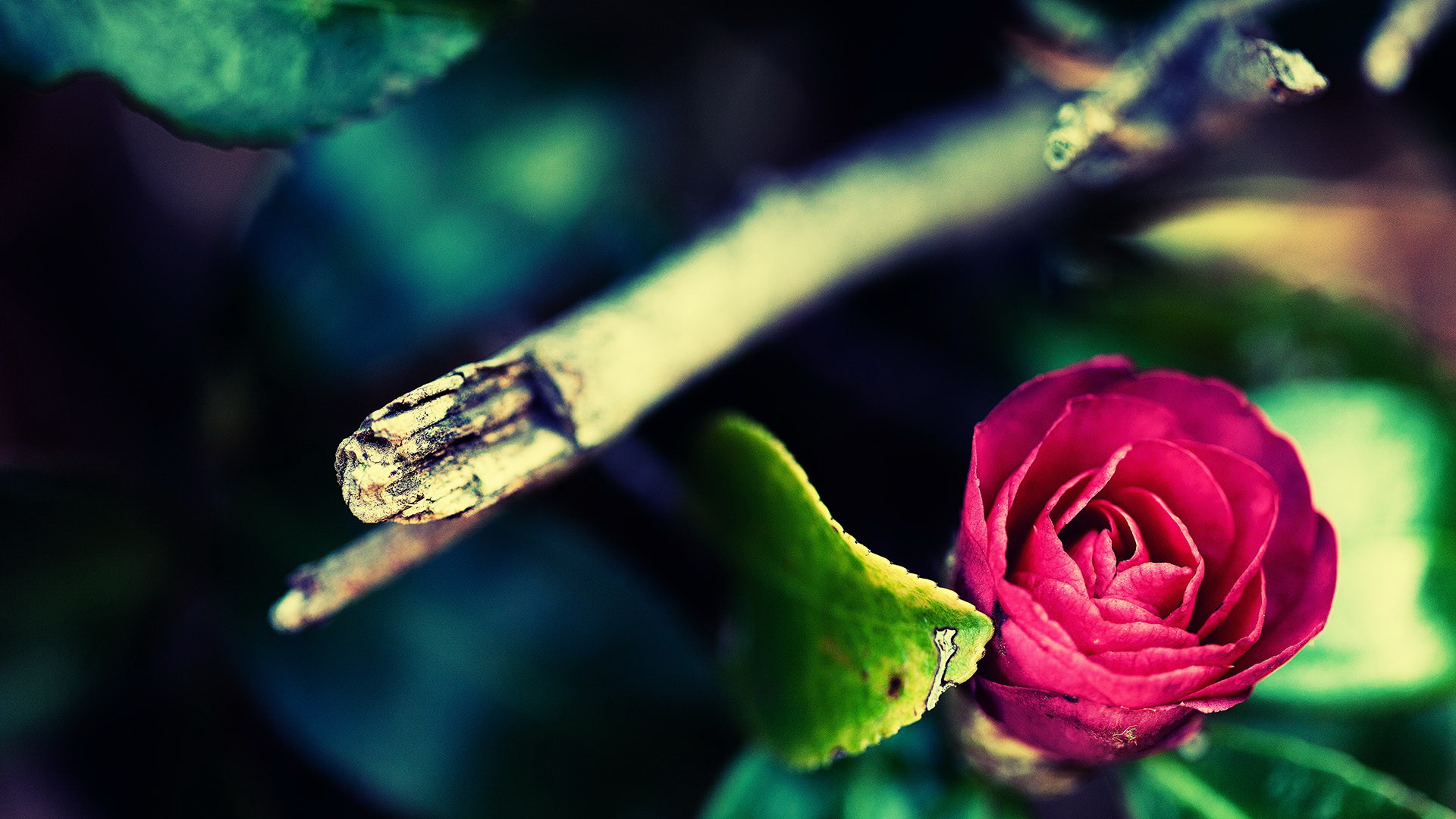 Free download wallpaper Flowers, Rose, Earth on your PC desktop