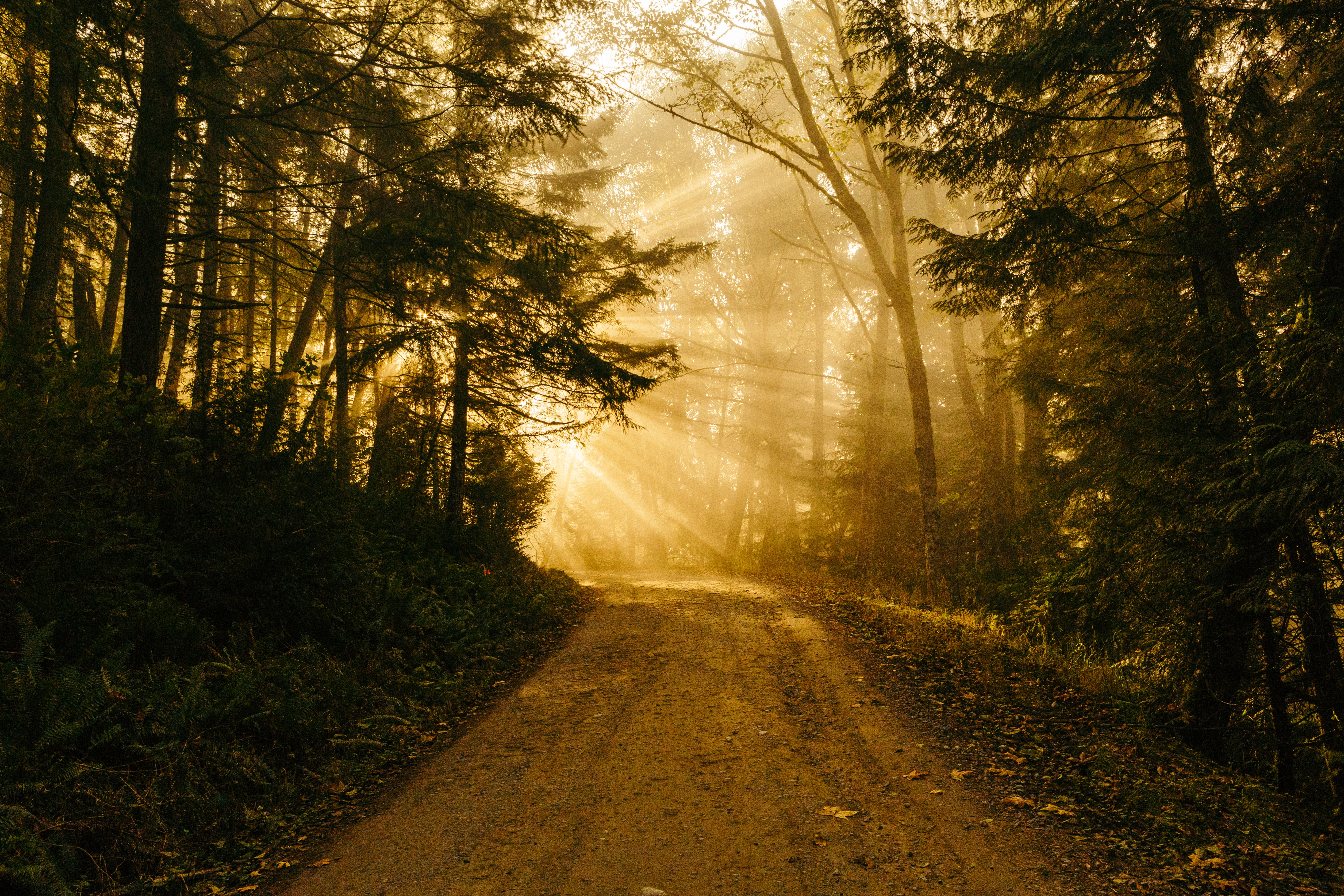 Download mobile wallpaper Nature, Road, Forest, Tree, Earth, Sunlight, Sunbeam, Dirt Road for free.
