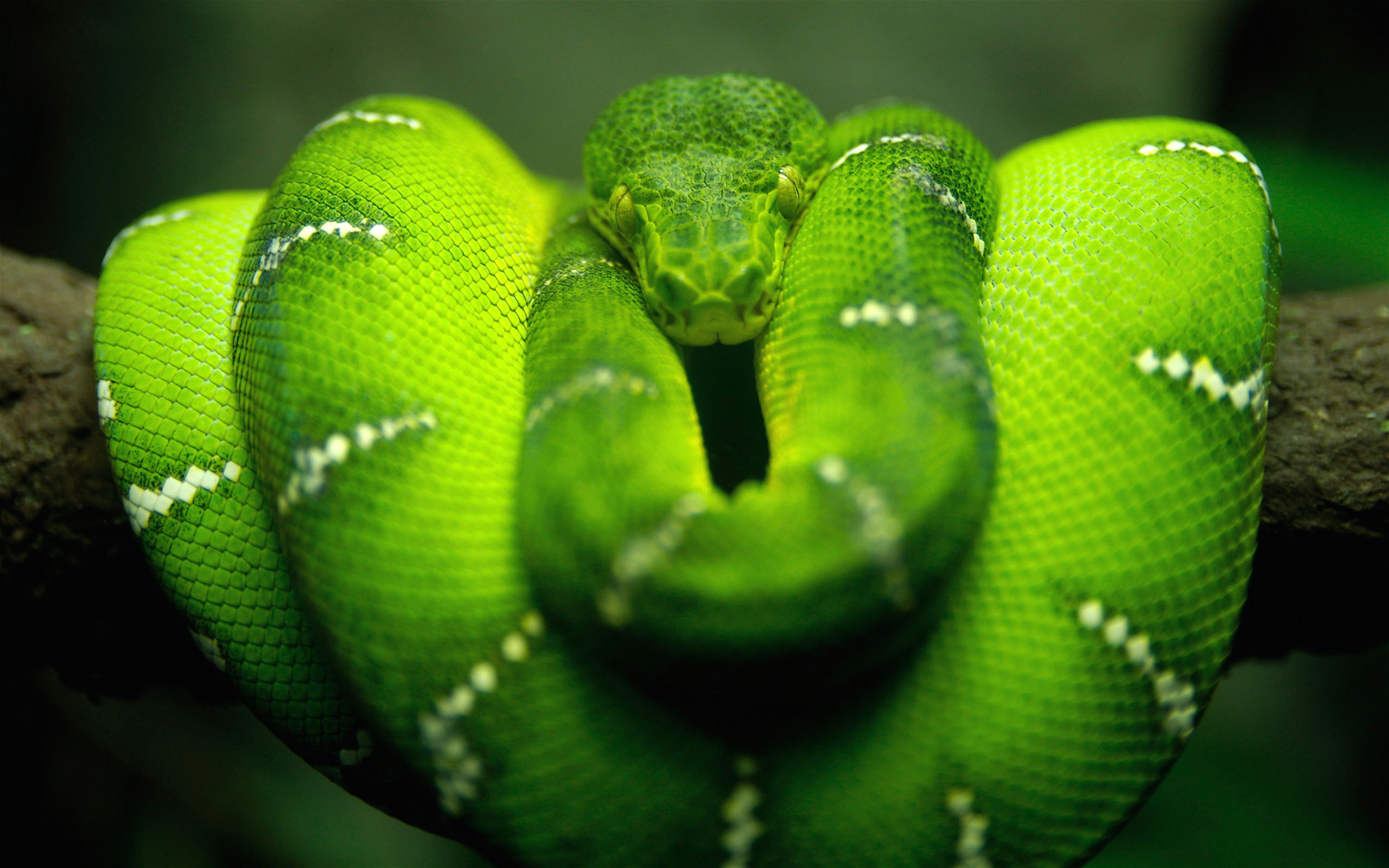 snake, animal, emerald tree boa, boa