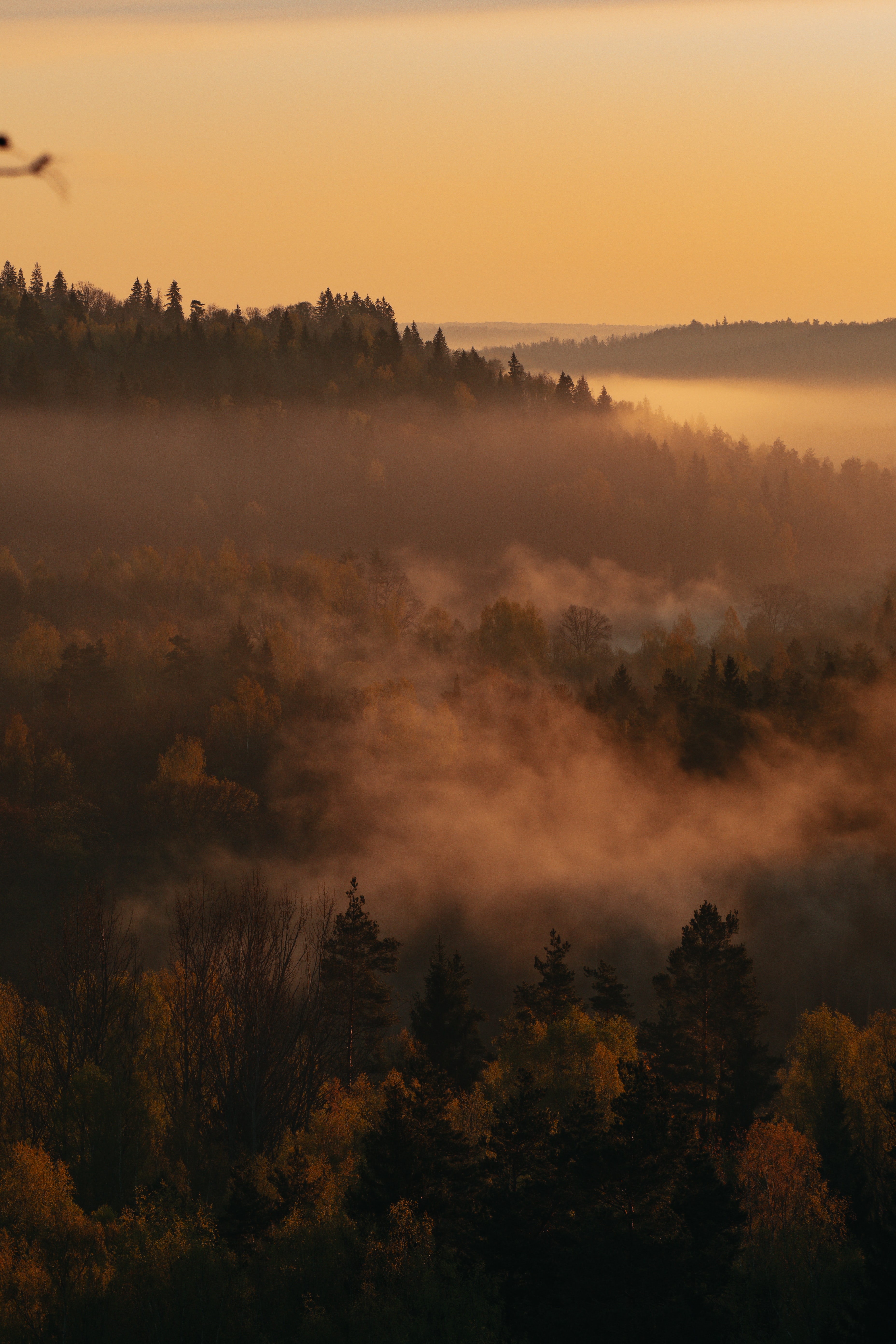 Free download wallpaper Trees, Fog, Dahl, Nature, Forest, Distance on your PC desktop