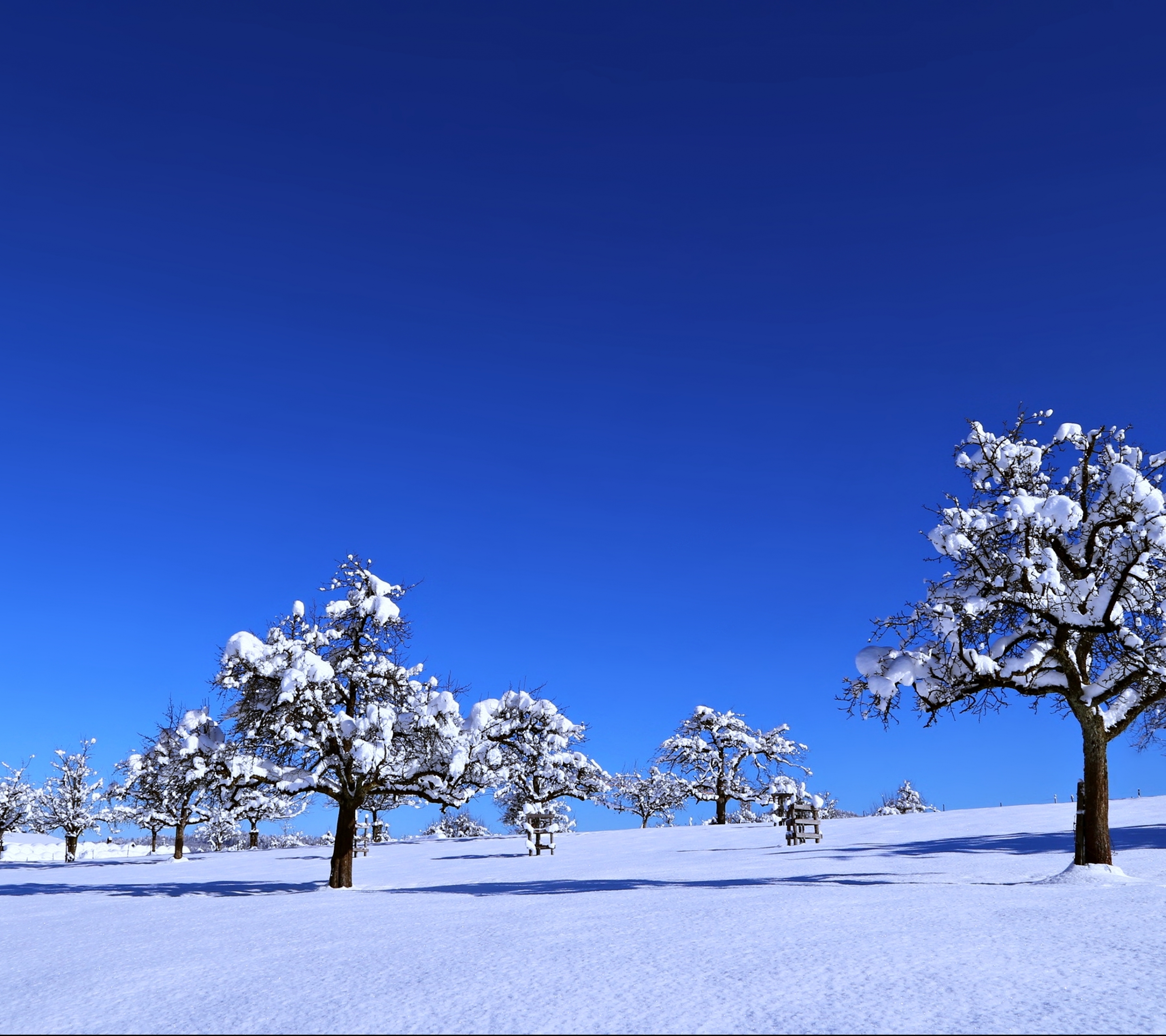 Скачать обои бесплатно Пейзаж, Зима, Природа, Деревья, Снег, Дерево, Ландшафт, Земля/природа картинка на рабочий стол ПК
